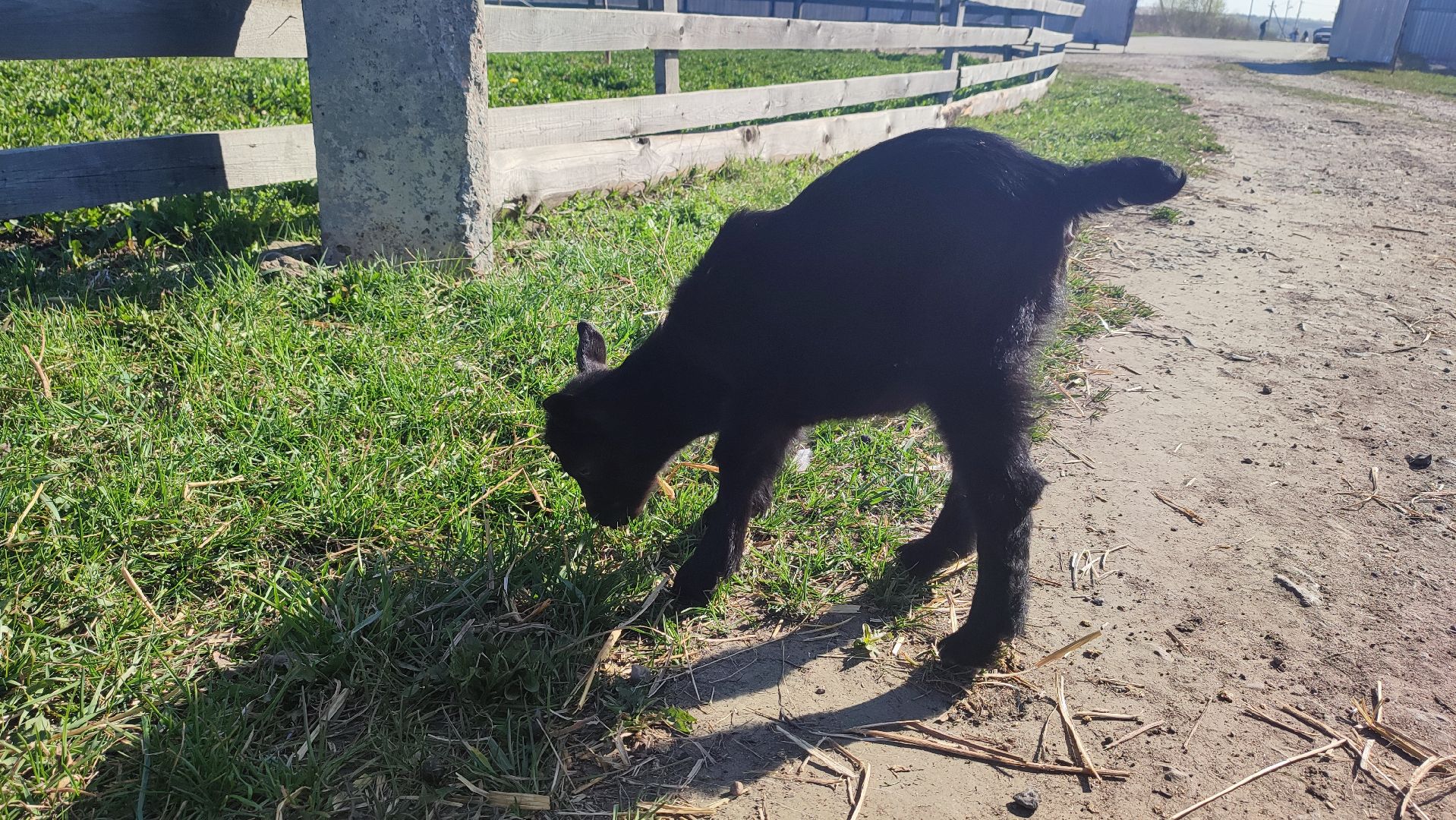 Кашира, экоферма, Знаменское, козы, сельское хозяйство, молоко, сыр