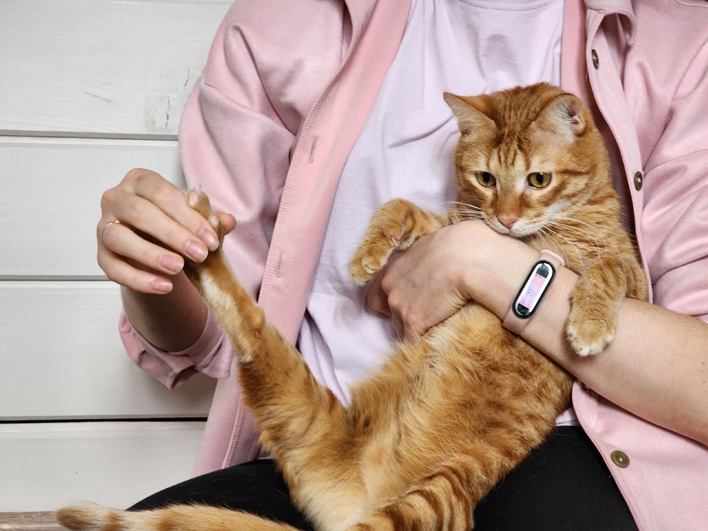 Дубна, Волонтер, Приют для кошек, Благотворительность, Приют лучик, Помощь животным,