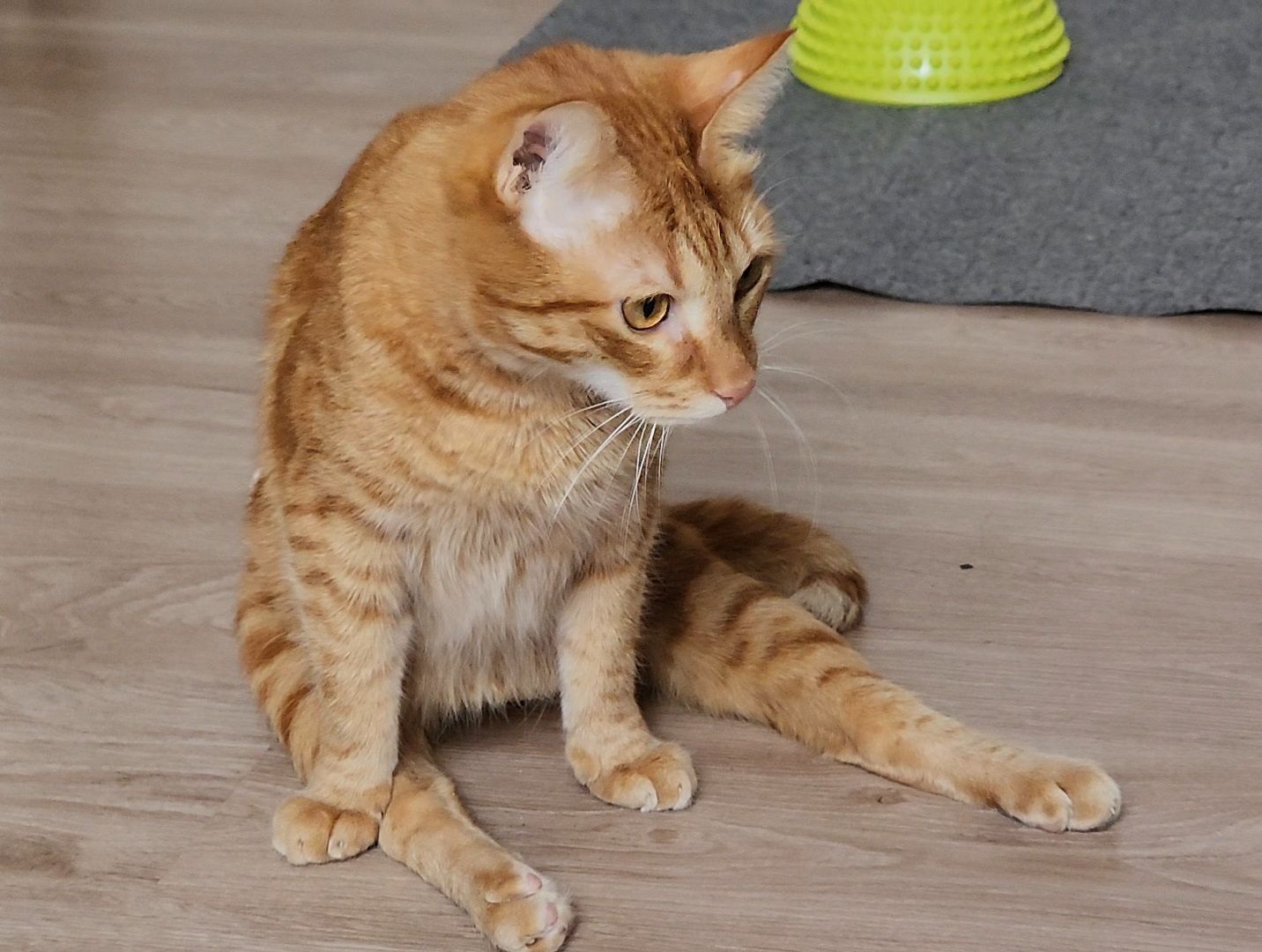 Дубна, Волонтер, Приют для кошек, Благотворительность, Приют лучик, Помощь животным,