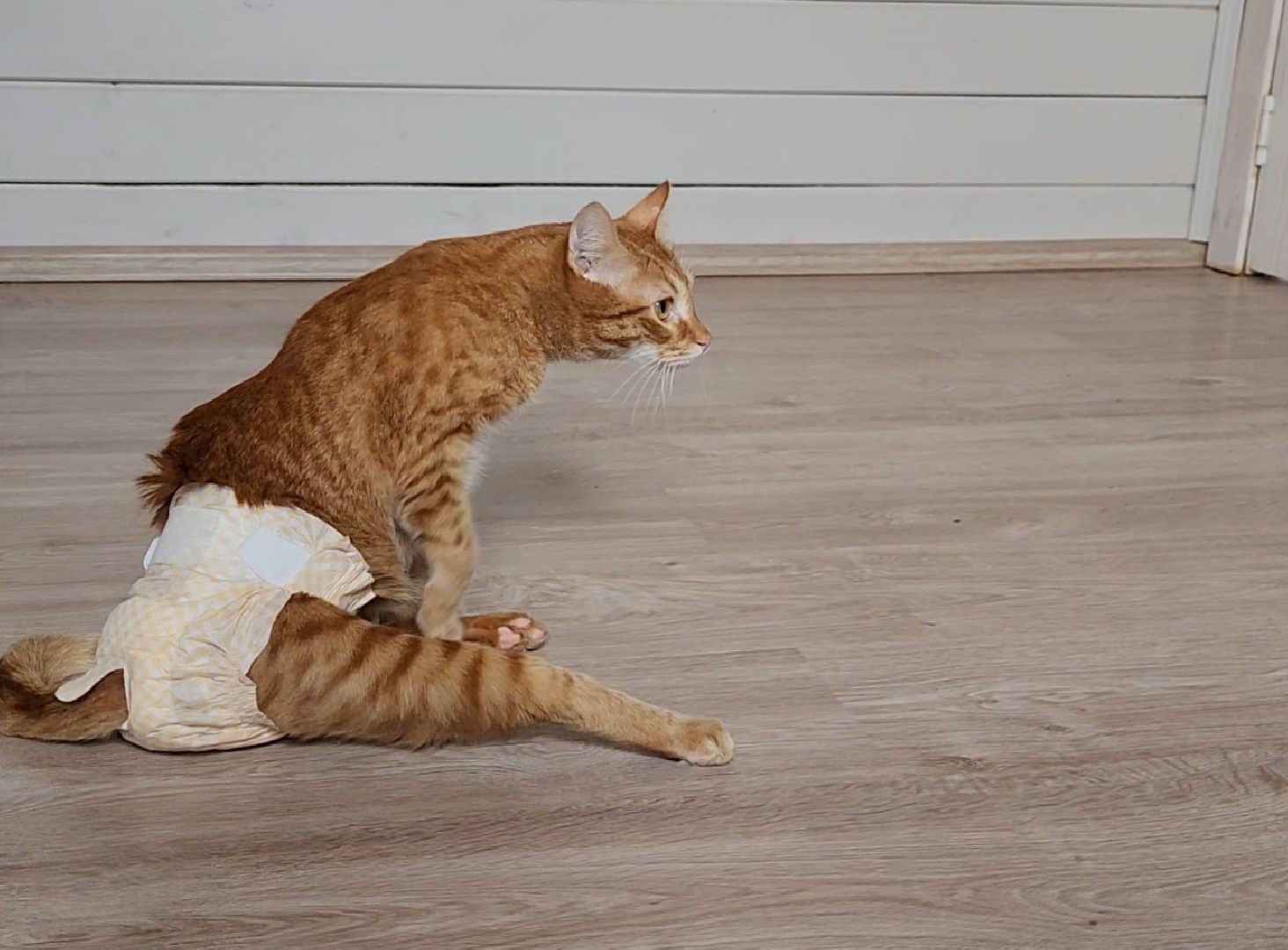 Дубна, Волонтер, Приют для кошек, Благотворительность, Приют лучик, Помощь животным,