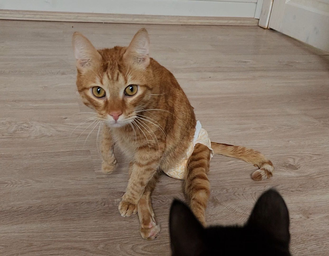 Дубна, Волонтер, Приют для кошек, Благотворительность, Приют лучик, Помощь животным,