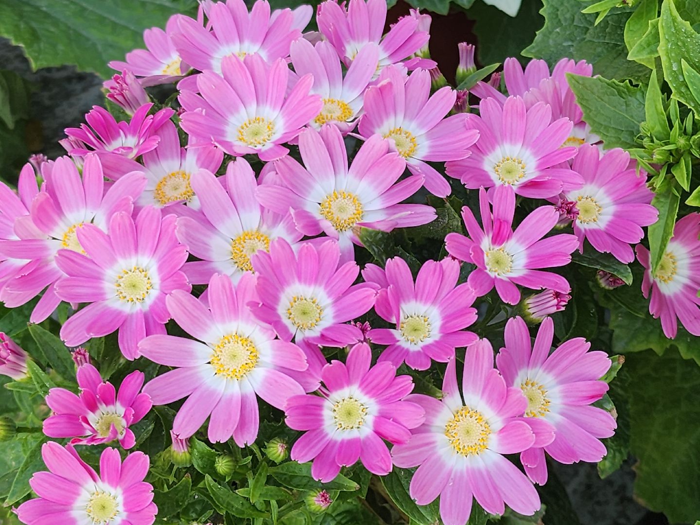 Егорьевск, Подмосковье, Московская область,