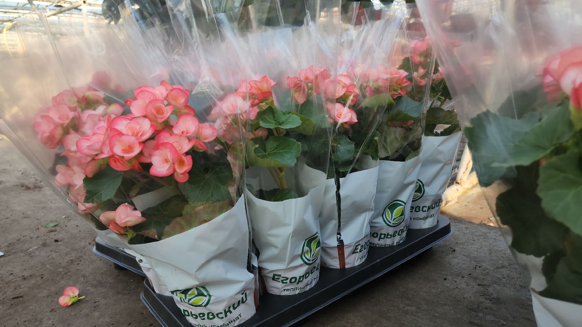 Егорьевск, Подмосковье, Московская область,