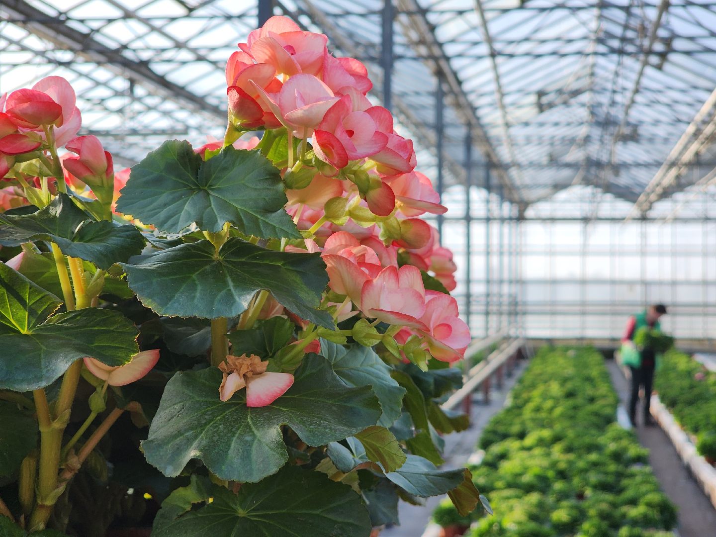 Егорьевск, Подмосковье, Московская область,