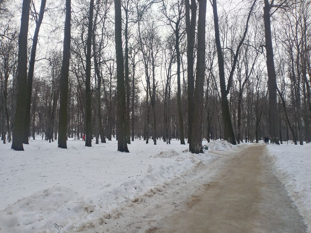 Лосино-Петровский, общество