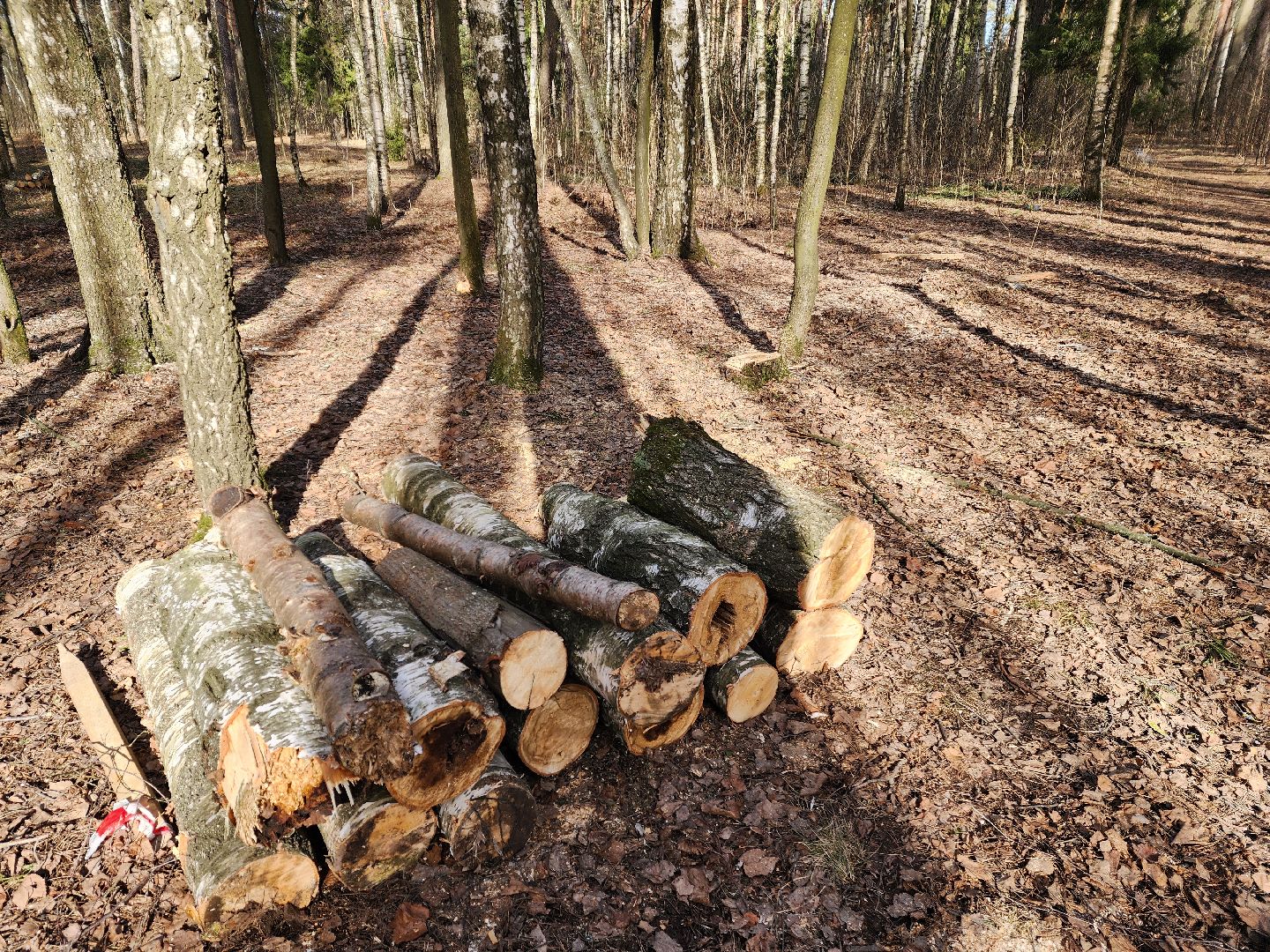 красноармейск, городской округ пушкинский, банный лес, лесопарк, благоустройство, парки подмосковья,