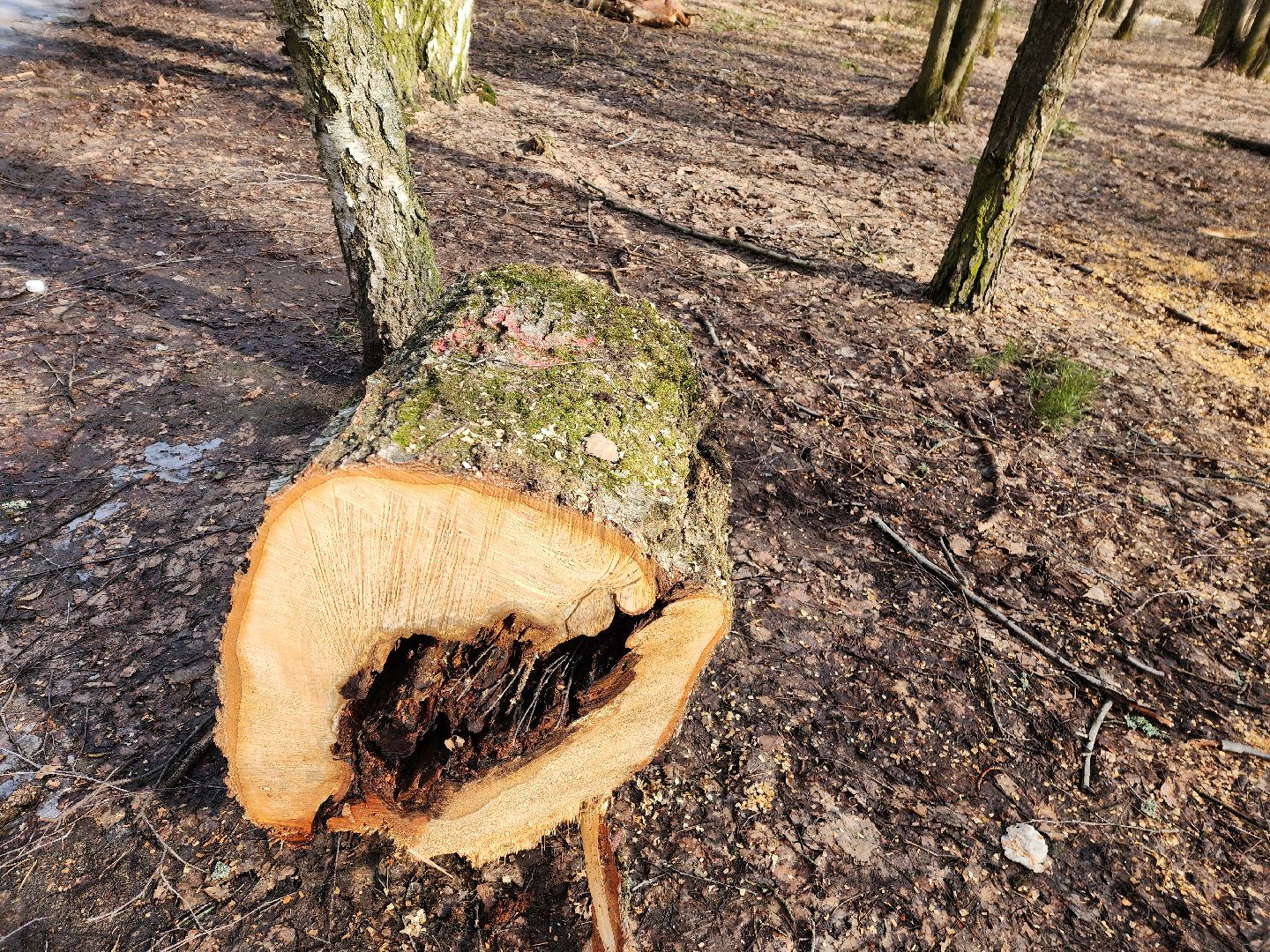 красноармейск, городской округ пушкинский, банный лес, лесопарк, благоустройство, парки подмосковья,