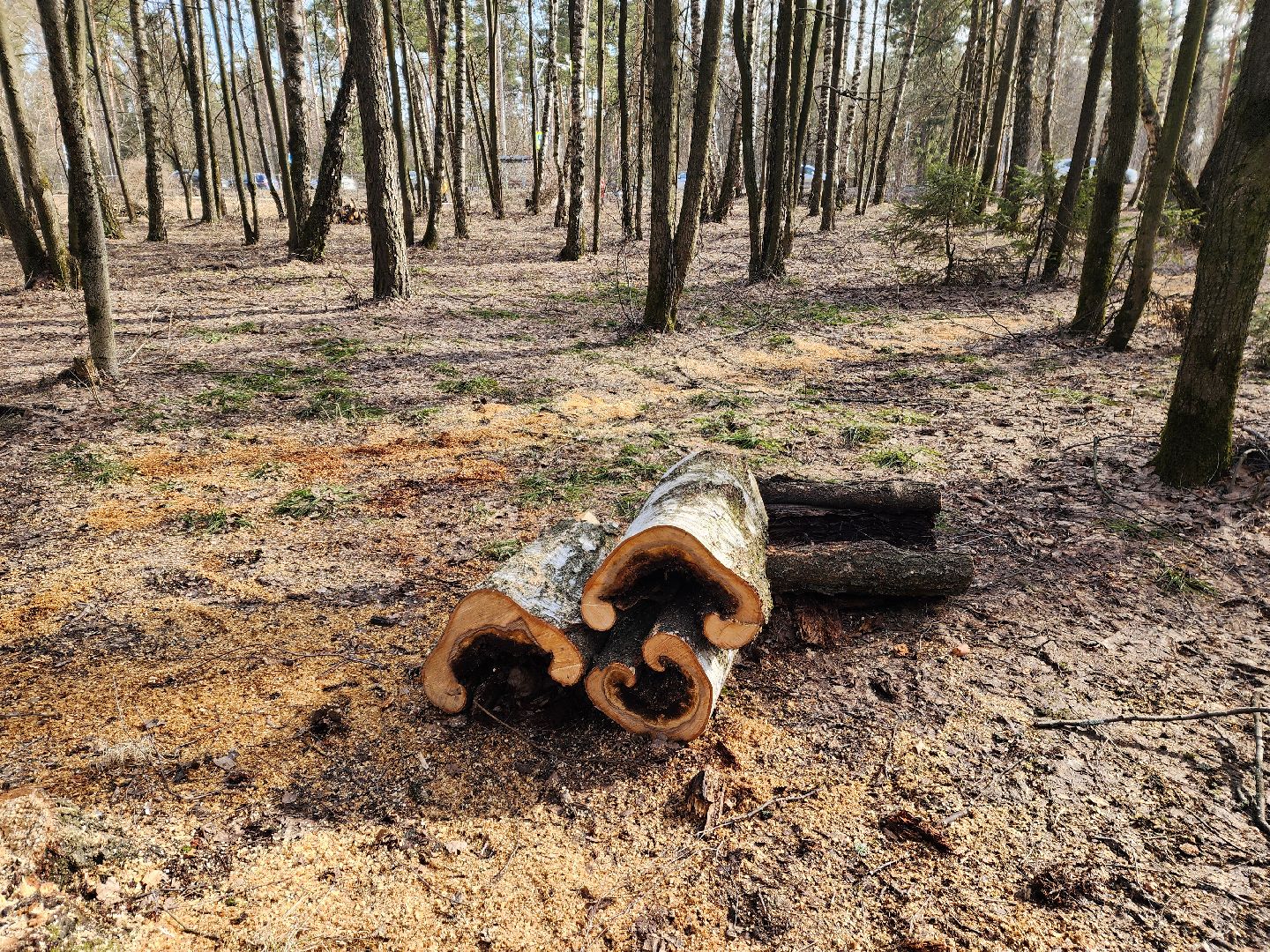 красноармейск, городской округ пушкинский, банный лес, лесопарк, благоустройство, парки подмосковья,