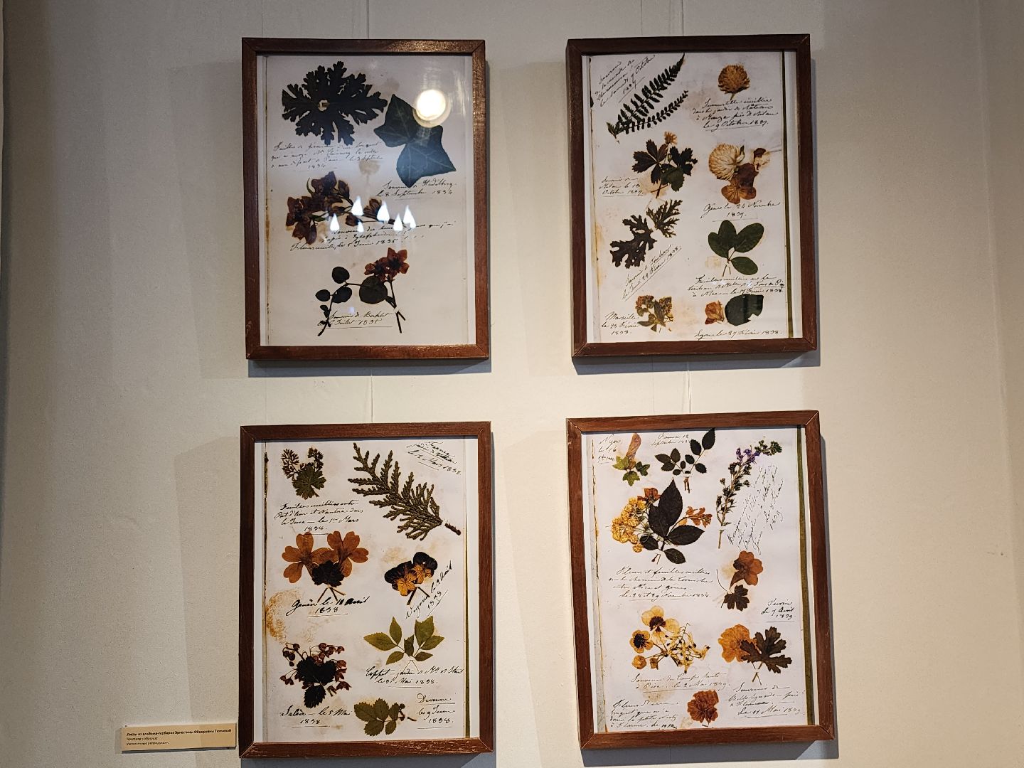 пушкино, выставка, гербарий,