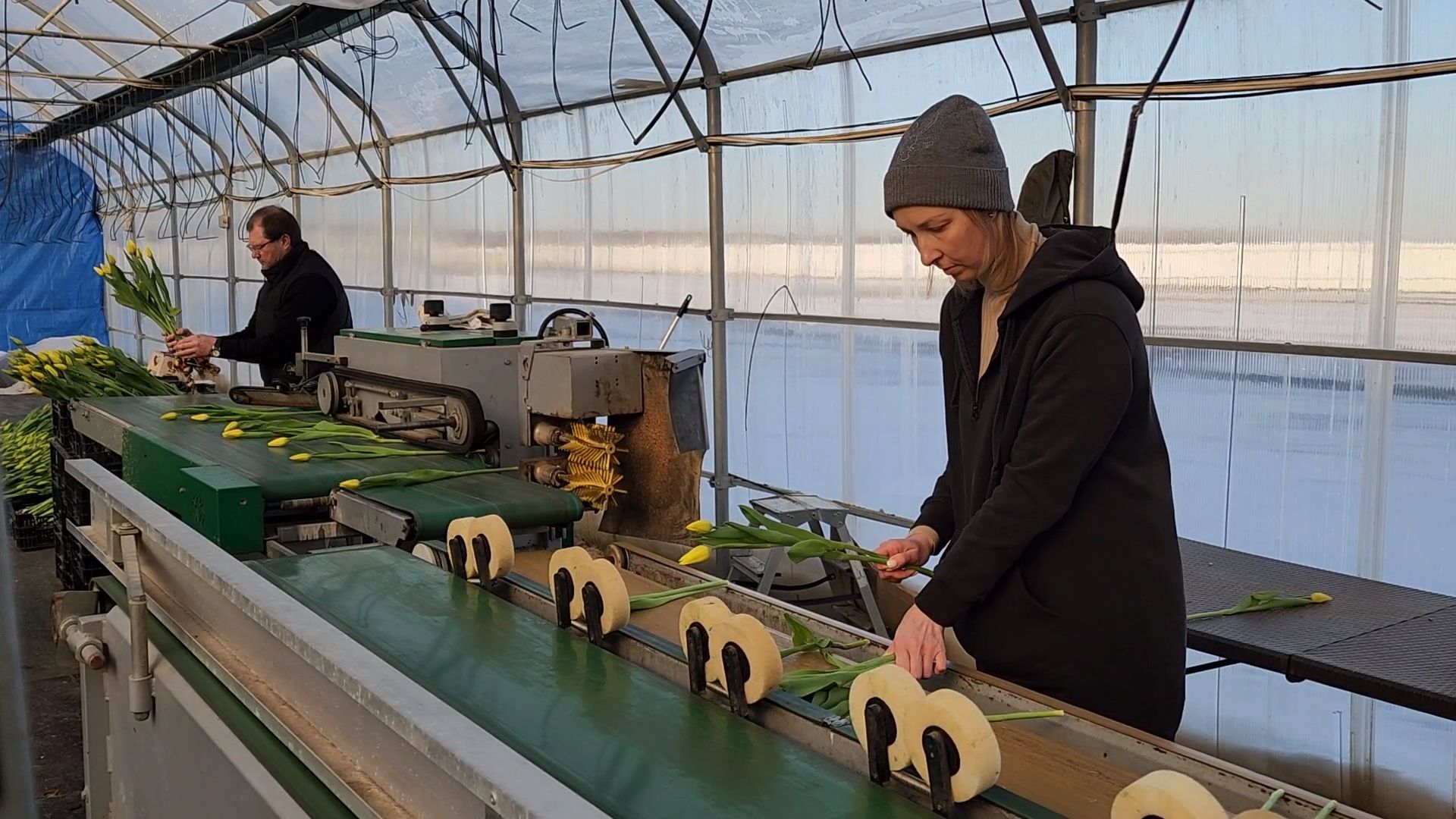 Чехов, деревня Хлевино, тепличный комплекс, садовый центр, конвейер, сортировка тюльпанов, приемка тюльпанов, обвязка, вязальные аппараты, оборудование,