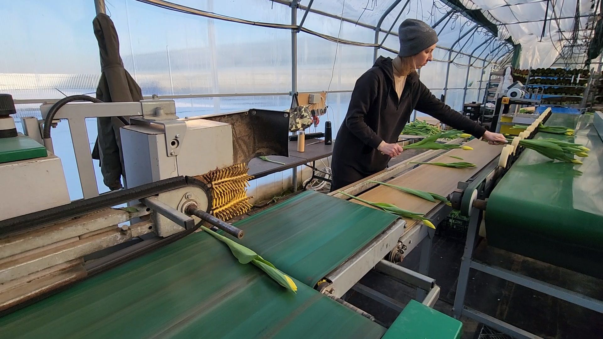 Чехов, деревня Хлевино, тепличный комплекс, садовый центр, конвейер, сортировка тюльпанов, приемка тюльпанов, обвязка, вязальные аппараты, оборудование,