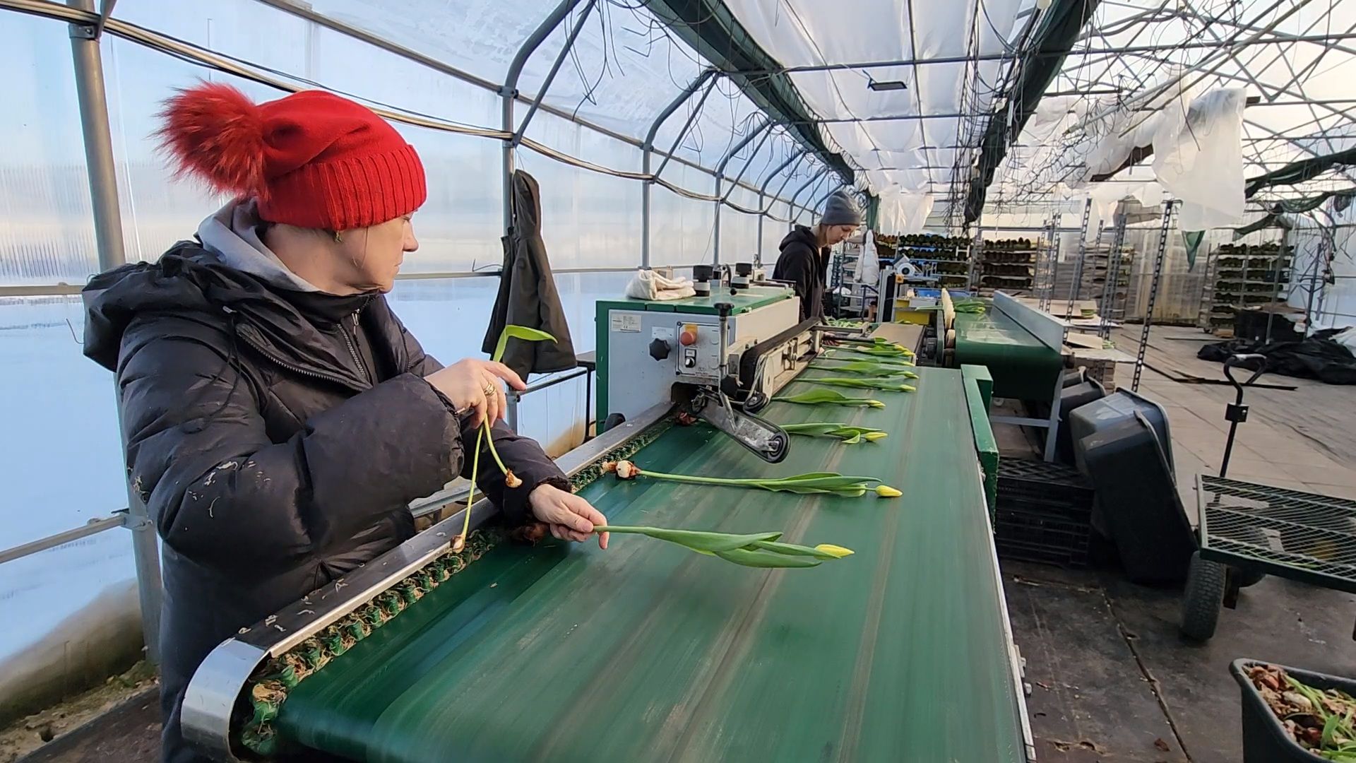 Чехов, деревня Хлевино, тепличный комплекс, садовый центр, конвейер, сортировка тюльпанов, приемка тюльпанов, обвязка, вязальные аппараты, оборудование,