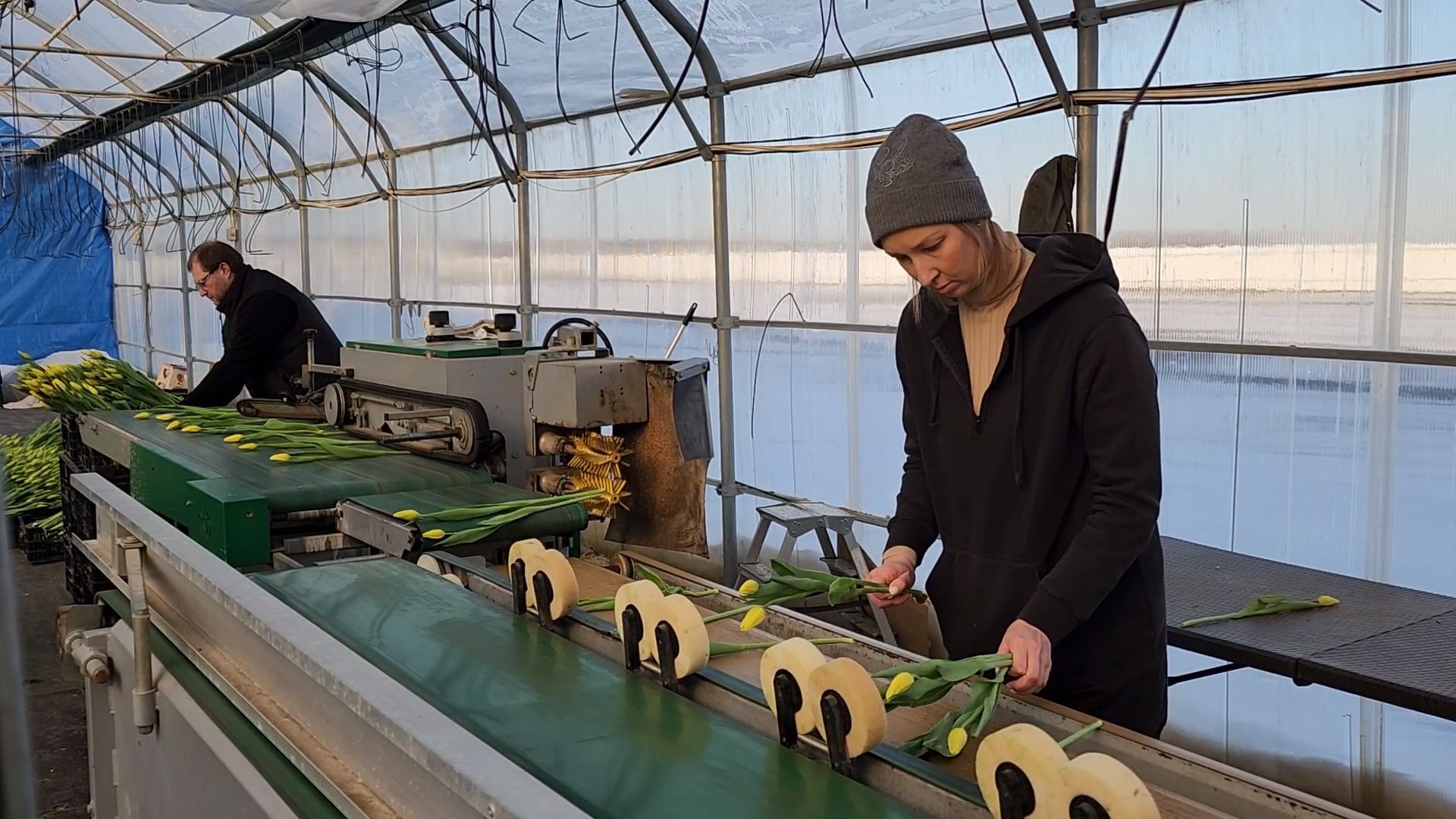 Чехов, деревня Хлевино, тепличный комплекс, садовый центр, конвейер, сортировка тюльпанов, приемка тюльпанов, обвязка, вязальные аппараты, оборудование,