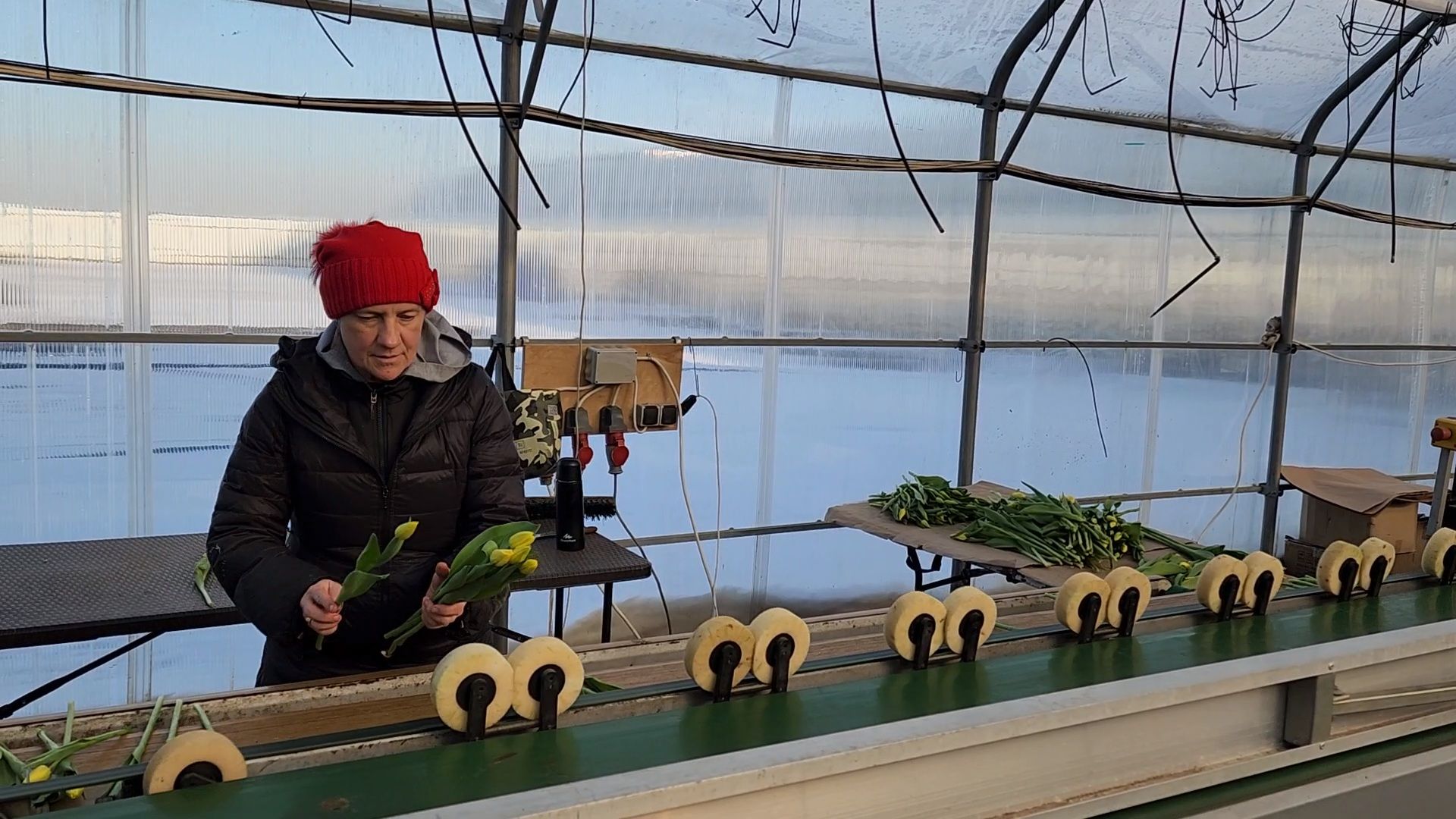 Чехов, деревня Хлевино, тепличный комплекс, садовый центр, конвейер, сортировка тюльпанов, приемка тюльпанов, обвязка, вязальные аппараты, оборудование,