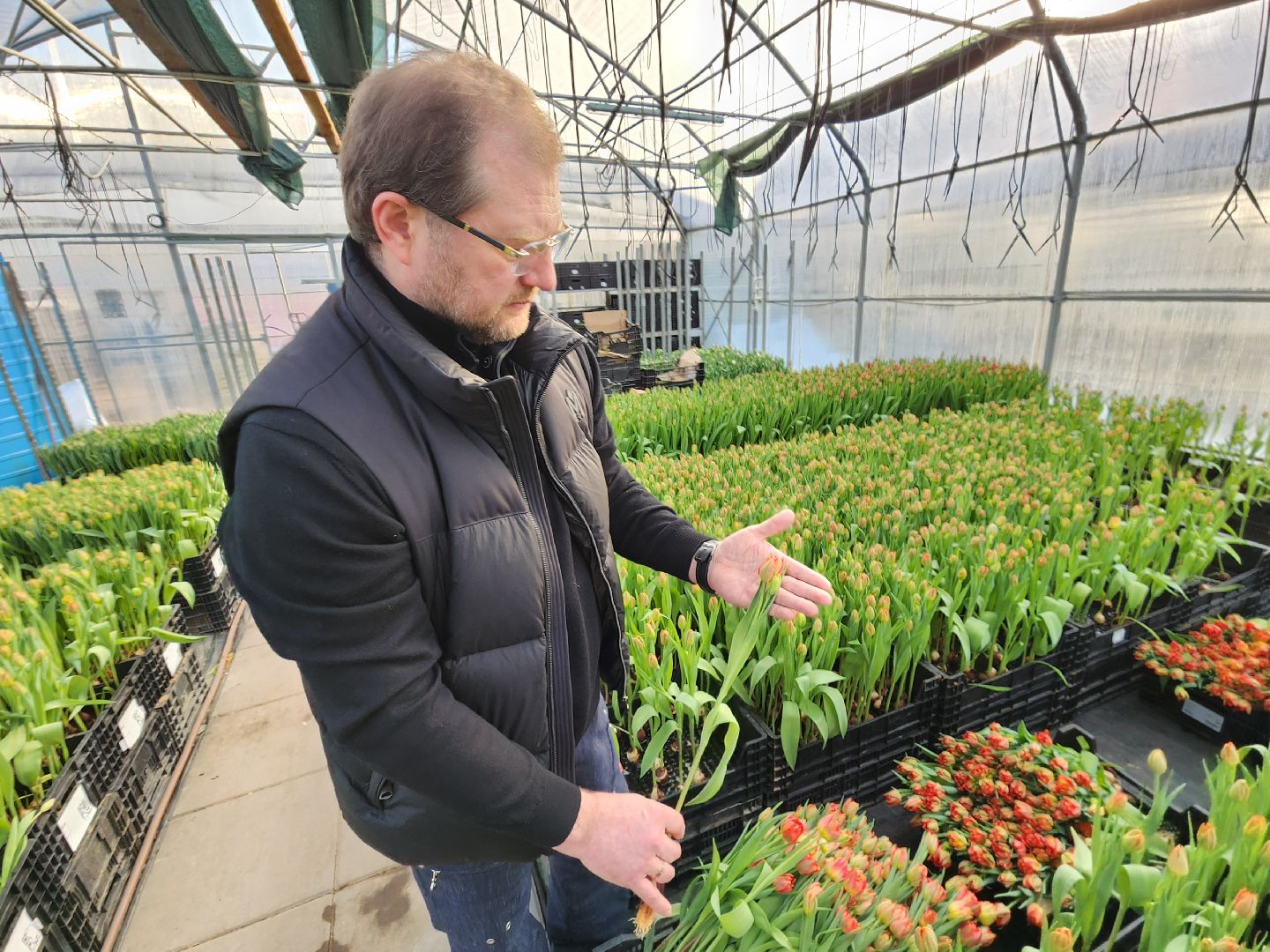 Чехов, деревня Хлевино, тепличный комплекс, садовый центр, конвейер, сортировка тюльпанов, приемка тюльпанов, обвязка, вязальные аппараты, оборудование,