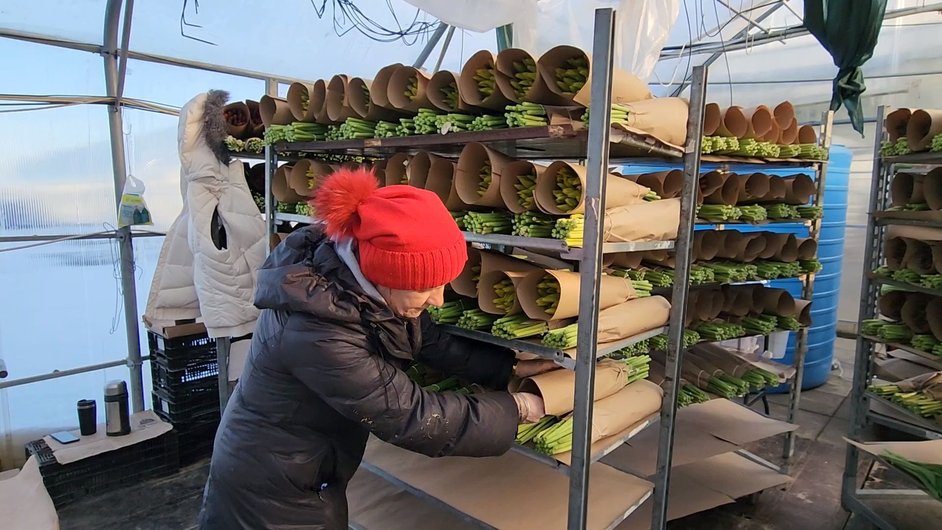 Чехов, деревня Хлевино, тепличный комплекс, садовый центр, конвейер, сортировка тюльпанов, приемка тюльпанов, обвязка, вязальные аппараты, оборудование,