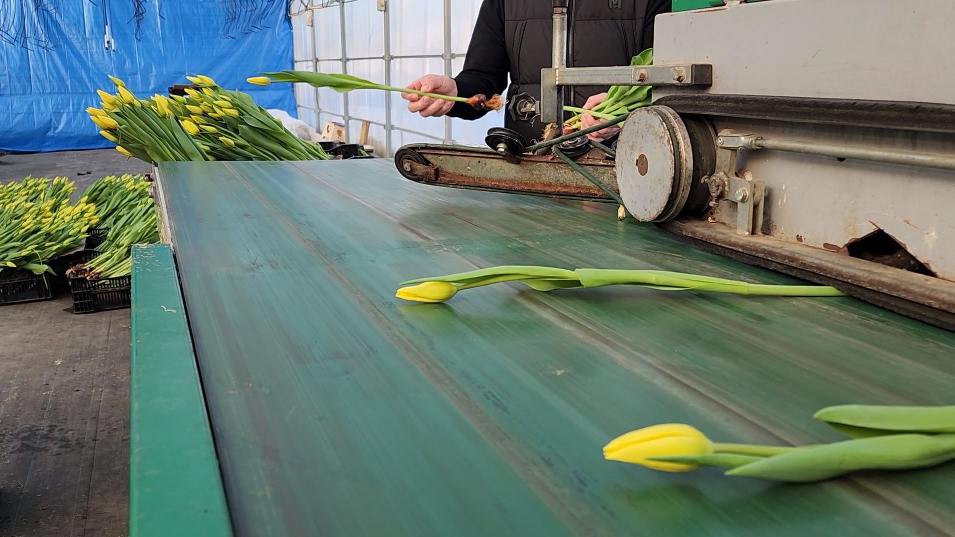 Чехов, деревня Хлевино, тепличный комплекс, садовый центр, конвейер, сортировка тюльпанов, приемка тюльпанов, обвязка, вязальные аппараты, оборудование,