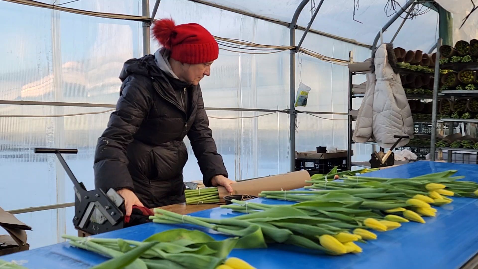Чехов, деревня Хлевино, тепличный комплекс, садовый центр, конвейер, сортировка тюльпанов, приемка тюльпанов, обвязка, вязальные аппараты, оборудование,