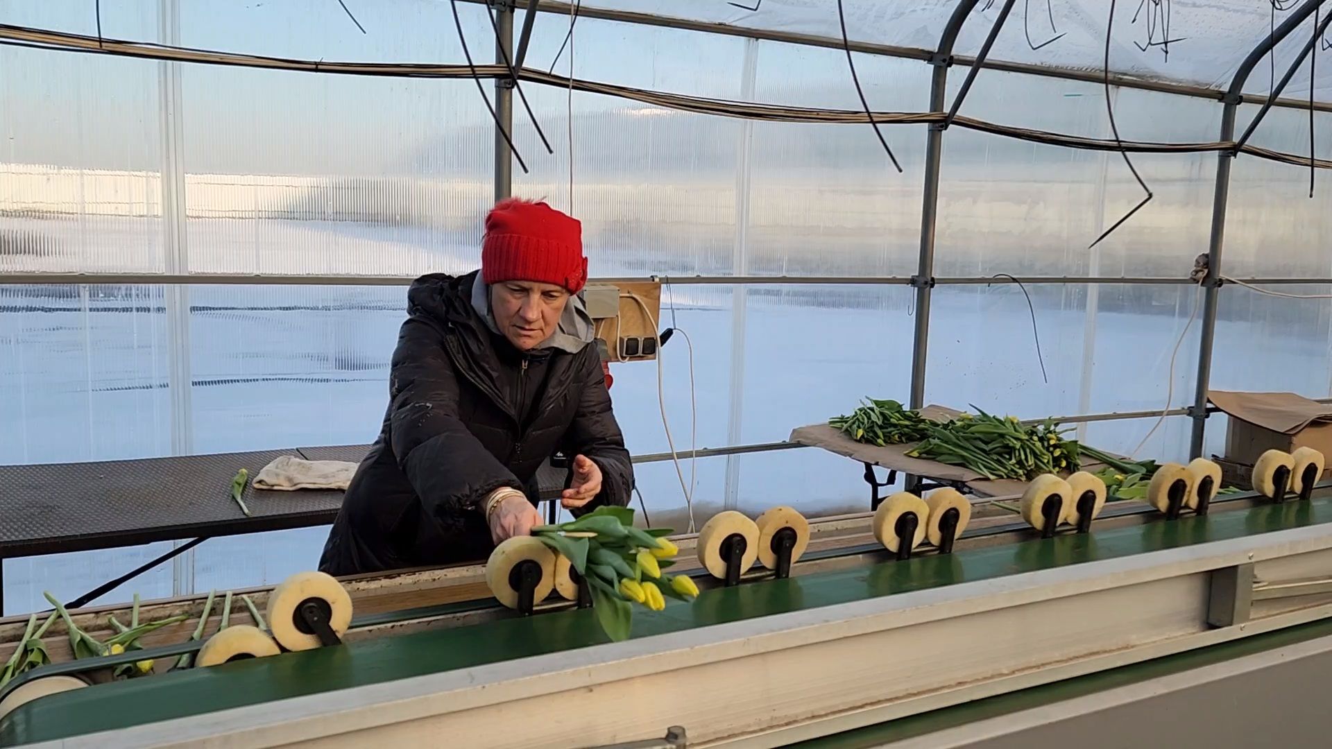 Чехов, деревня Хлевино, тепличный комплекс, садовый центр, конвейер, сортировка тюльпанов, приемка тюльпанов, обвязка, вязальные аппараты, оборудование,