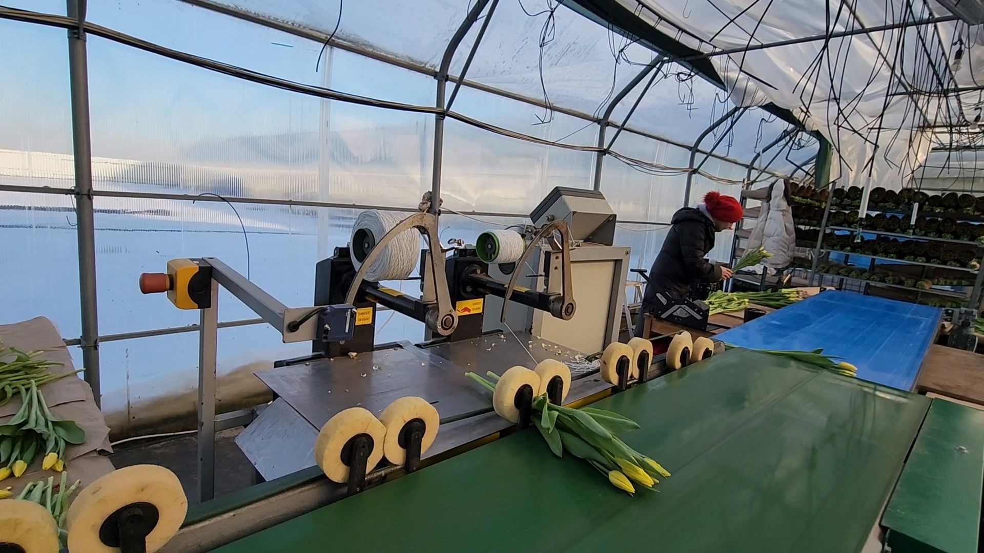 Чехов, деревня Хлевино, тепличный комплекс, садовый центр, конвейер, сортировка тюльпанов, приемка тюльпанов, обвязка, вязальные аппараты, оборудование,