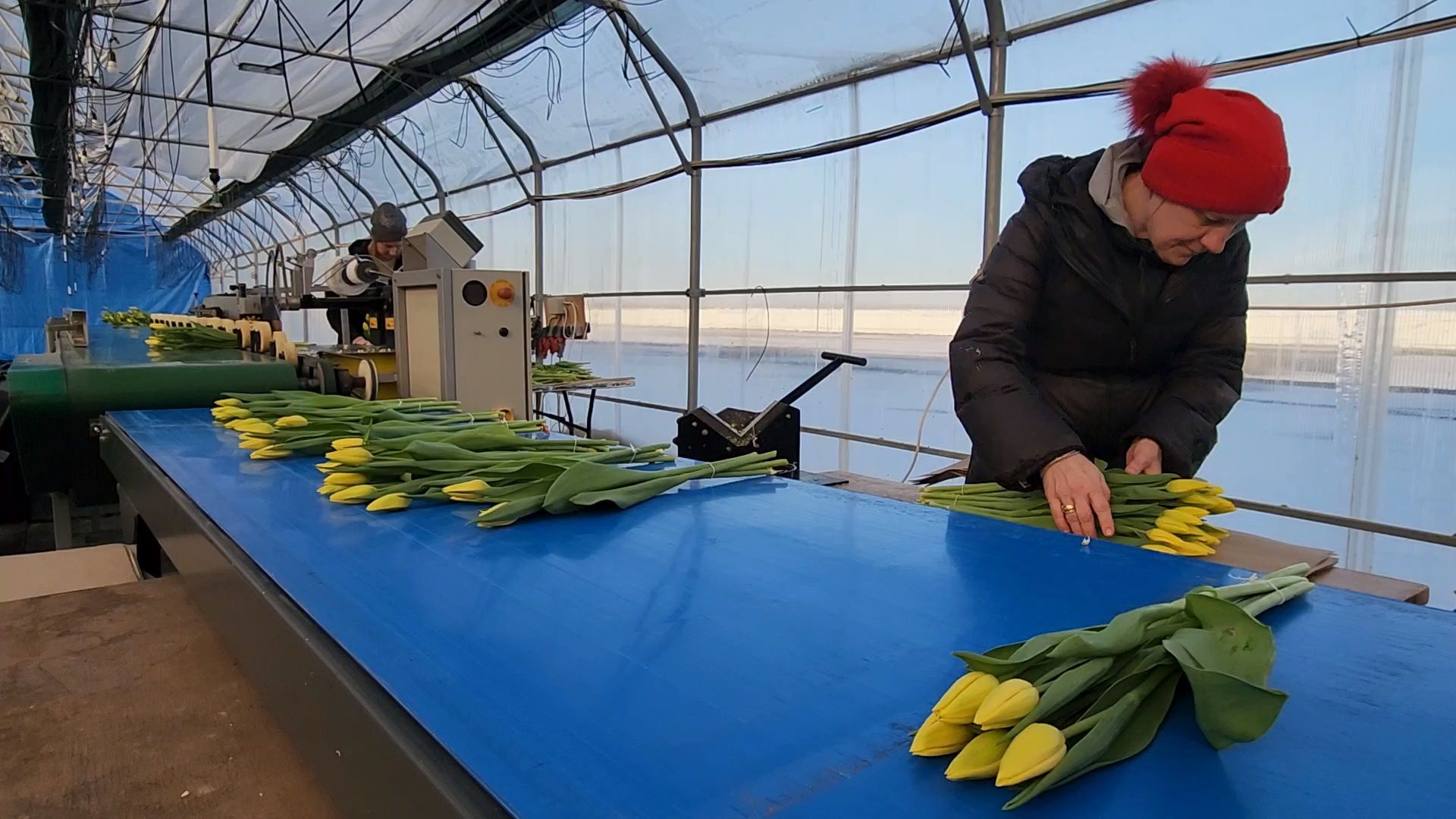 Чехов, деревня Хлевино, тепличный комплекс, садовый центр, конвейер, сортировка тюльпанов, приемка тюльпанов, обвязка, вязальные аппараты, оборудование,