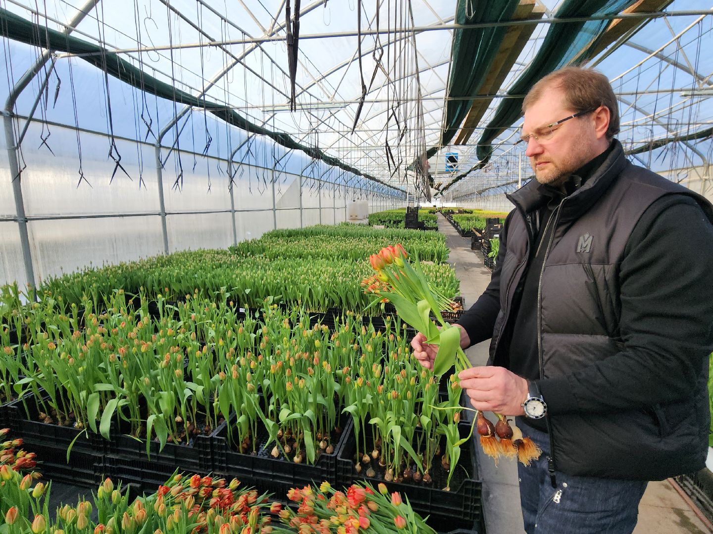 Чехов, деревня Хлевино, тепличный комплекс, садовый центр, конвейер, сортировка тюльпанов, приемка тюльпанов, обвязка, вязальные аппараты, оборудование,