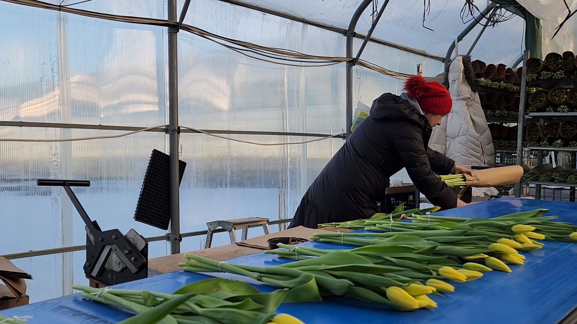 Чехов, деревня Хлевино, тепличный комплекс, садовый центр, конвейер, сортировка тюльпанов, приемка тюльпанов, обвязка, вязальные аппараты, оборудование,