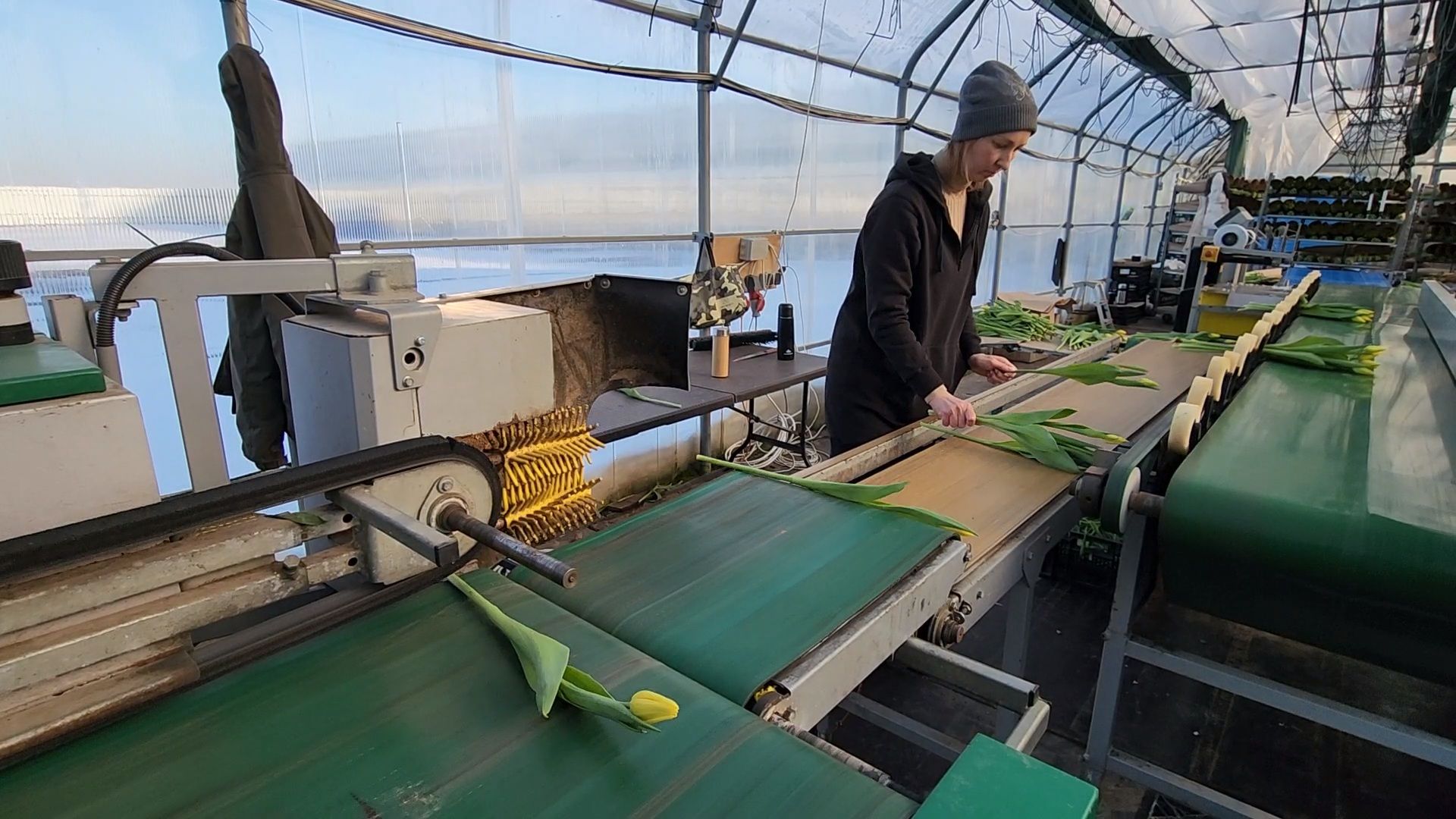 Чехов, деревня Хлевино, тепличный комплекс, садовый центр, конвейер, сортировка тюльпанов, приемка тюльпанов, обвязка, вязальные аппараты, оборудование,