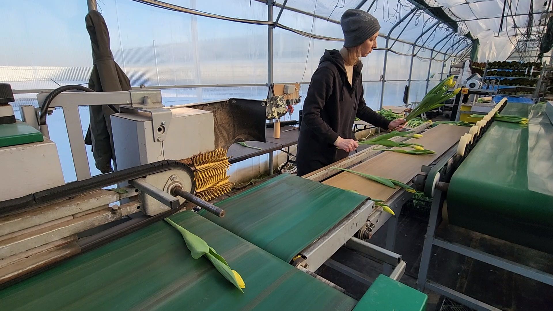 Чехов, деревня Хлевино, тепличный комплекс, садовый центр, конвейер, сортировка тюльпанов, приемка тюльпанов, обвязка, вязальные аппараты, оборудование,