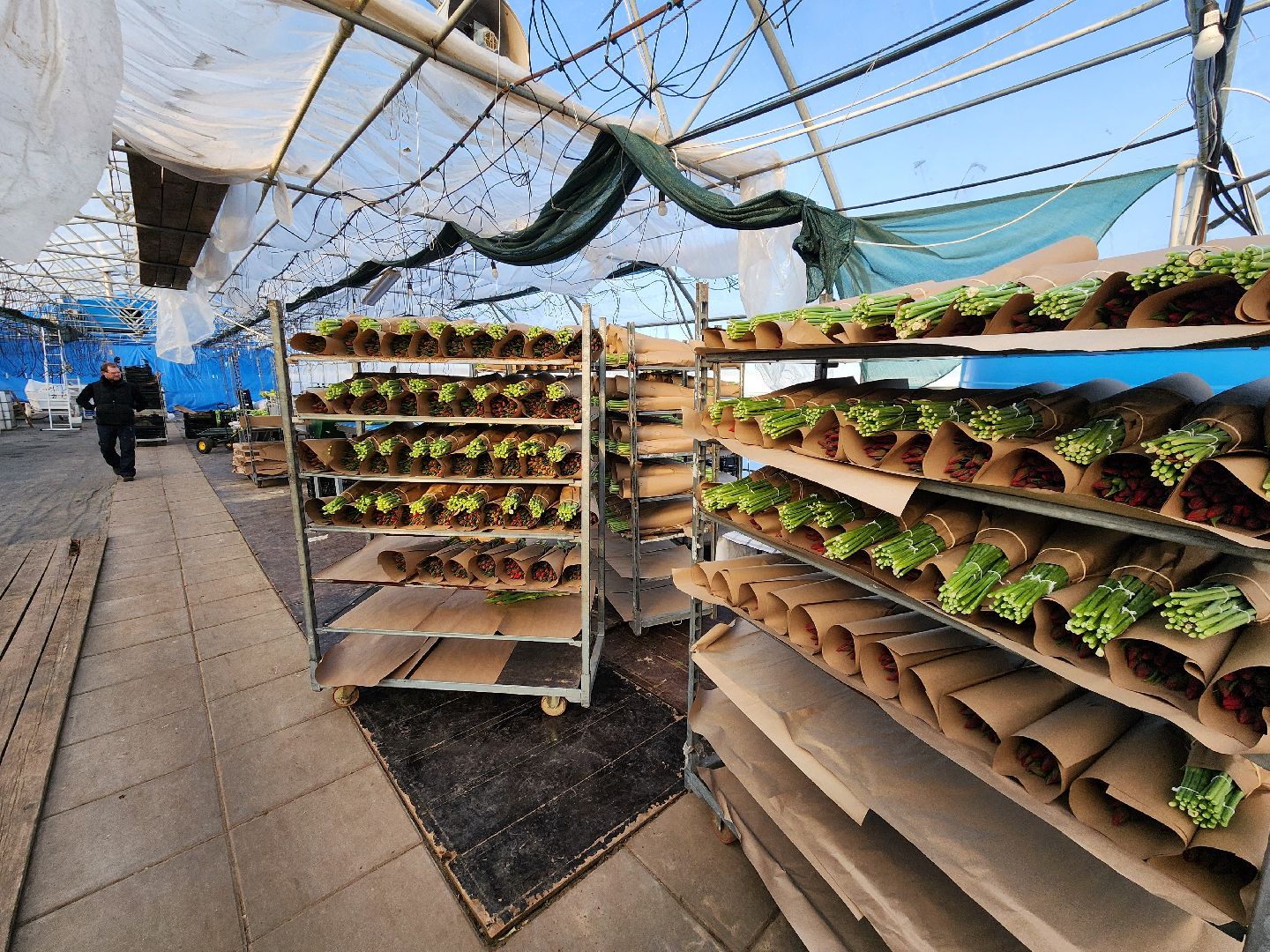 Чехов, деревня Хлевино, тепличный комплекс, садовый центр, конвейер, сортировка тюльпанов, приемка тюльпанов, обвязка, вязальные аппараты, оборудование,