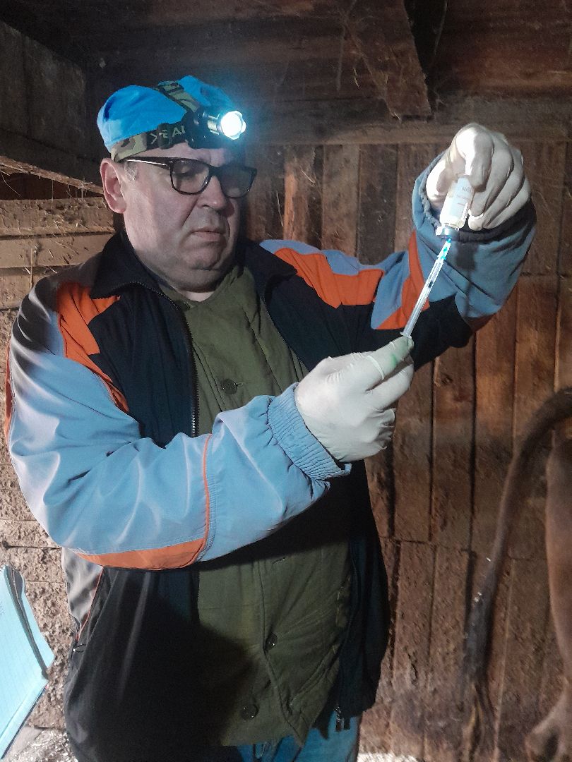 коровы, ветеринар, балашиха,