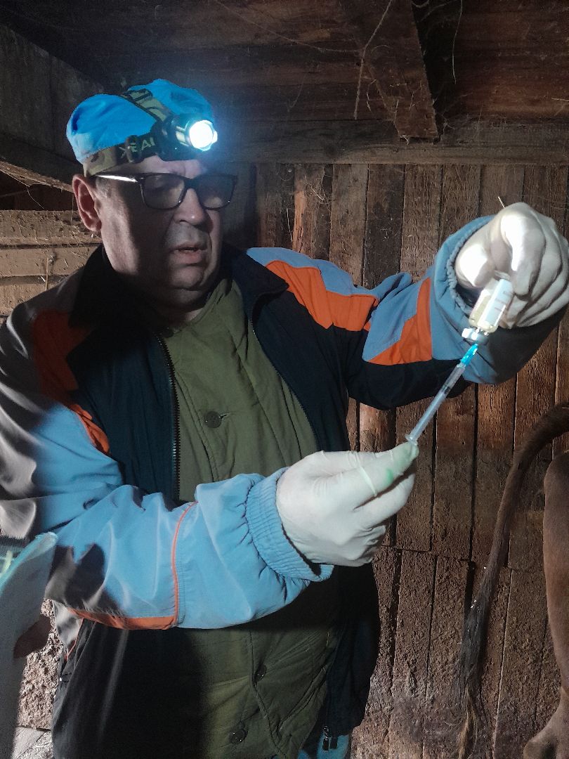 коровы, ветеринар, балашиха,