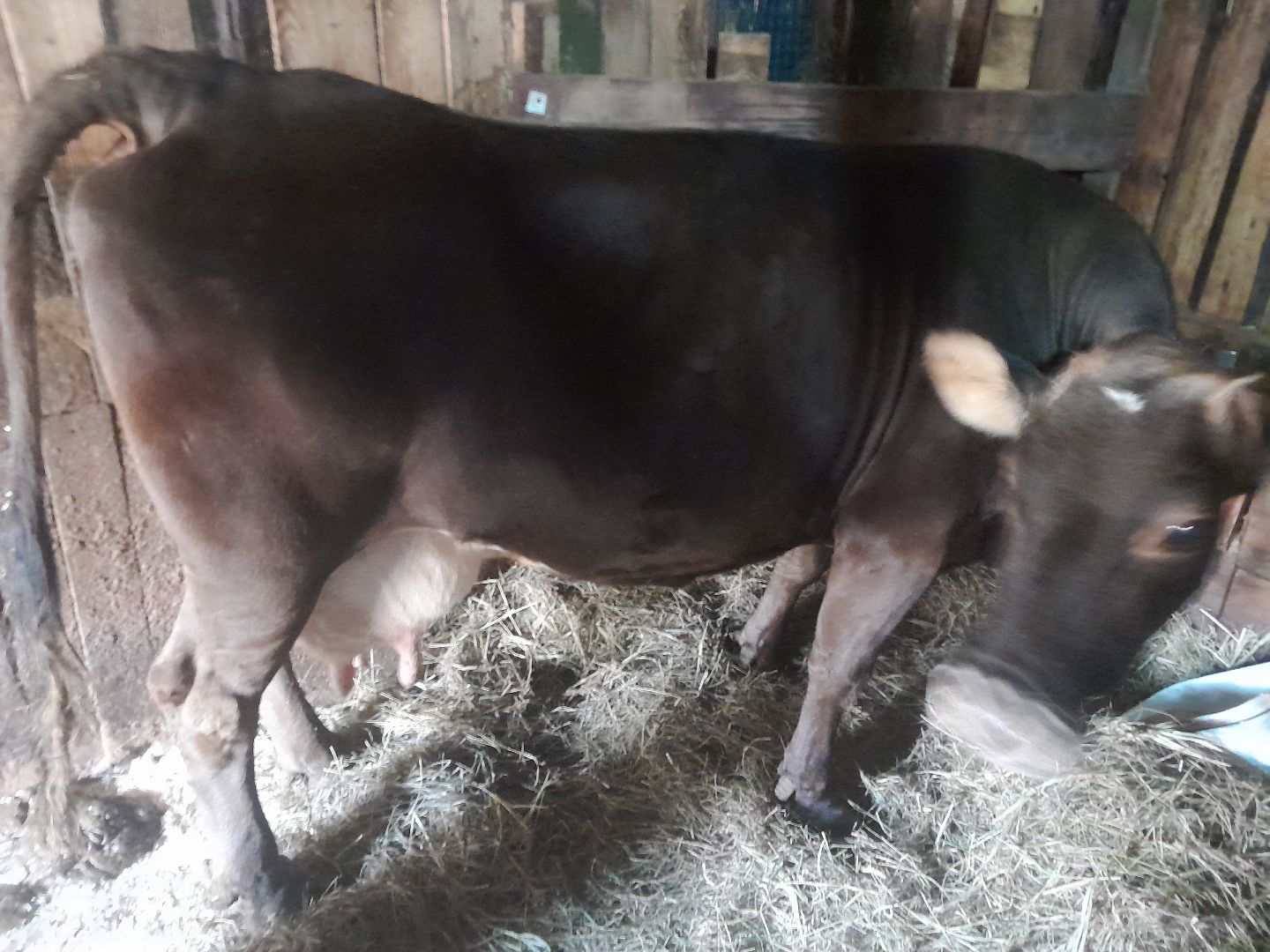 коровы, ветеринар, балашиха,