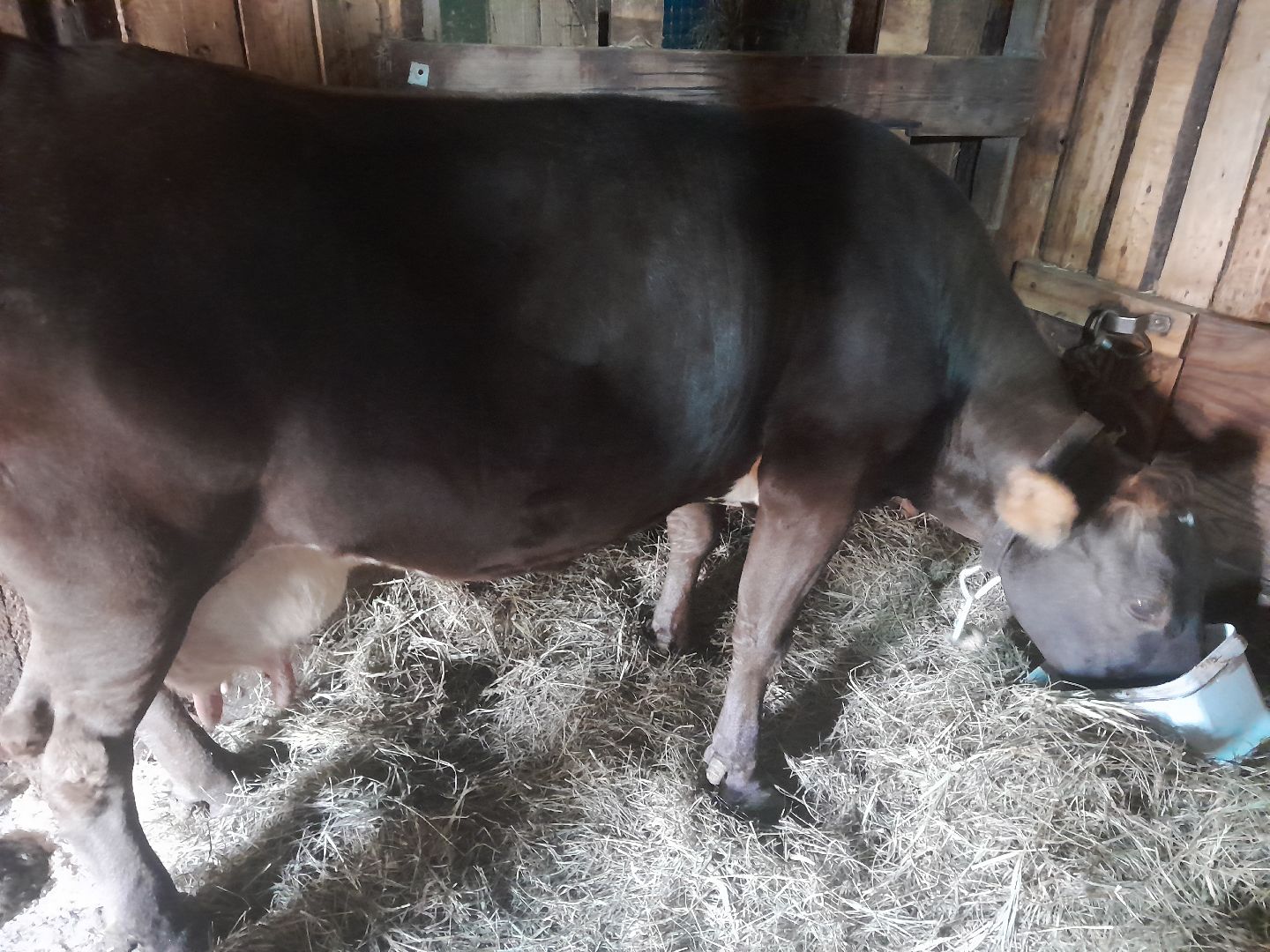 коровы, ветеринар, балашиха,