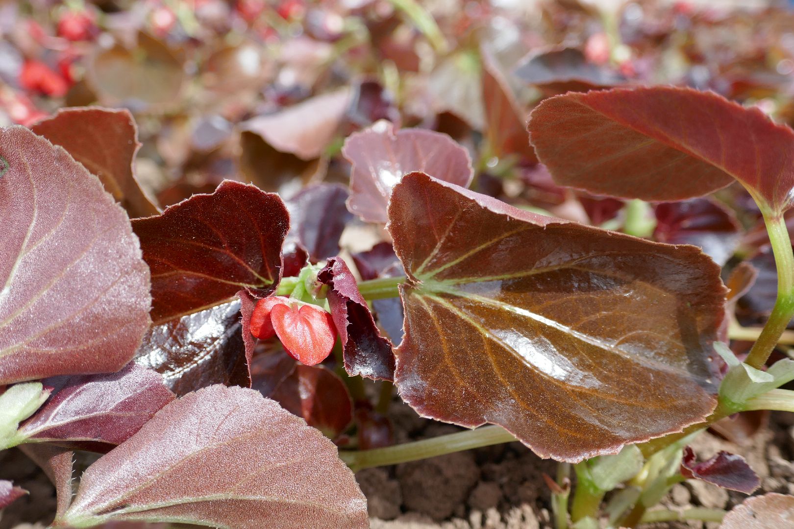 Подольск, мемориал, благоустройство, патриотизм