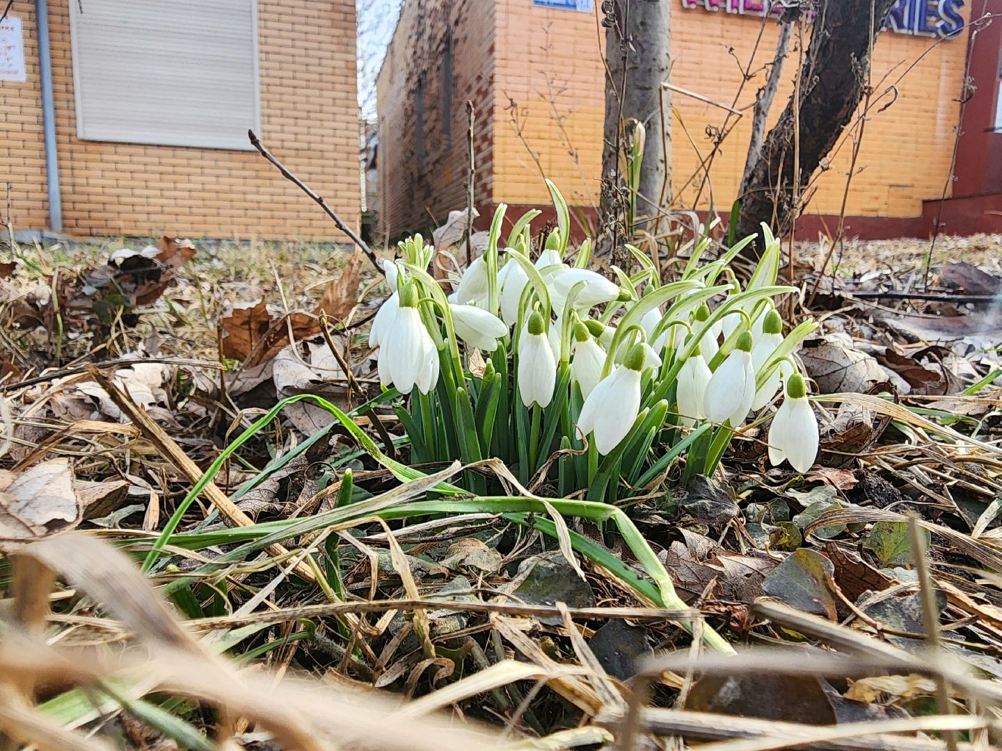 Пущино, серпухов, природа, весна, первоцветы,