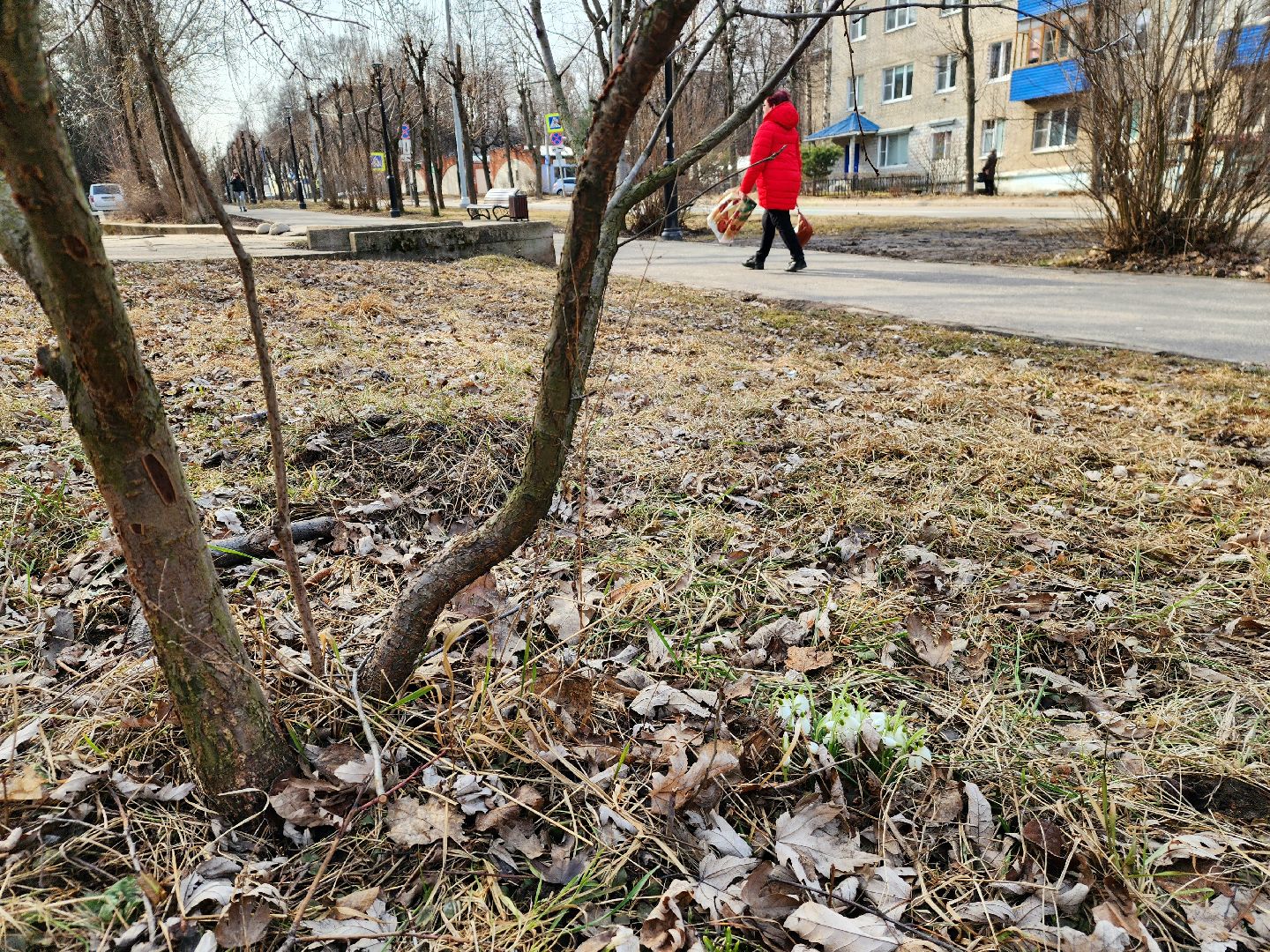 Пущино, серпухов, природа, весна, первоцветы,