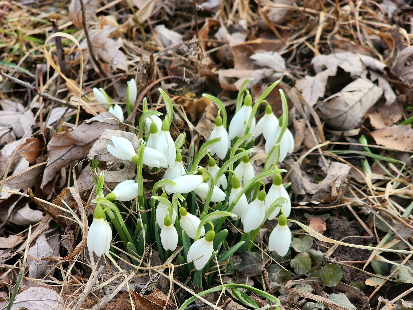 Пущино, серпухов, природа, весна, первоцветы,