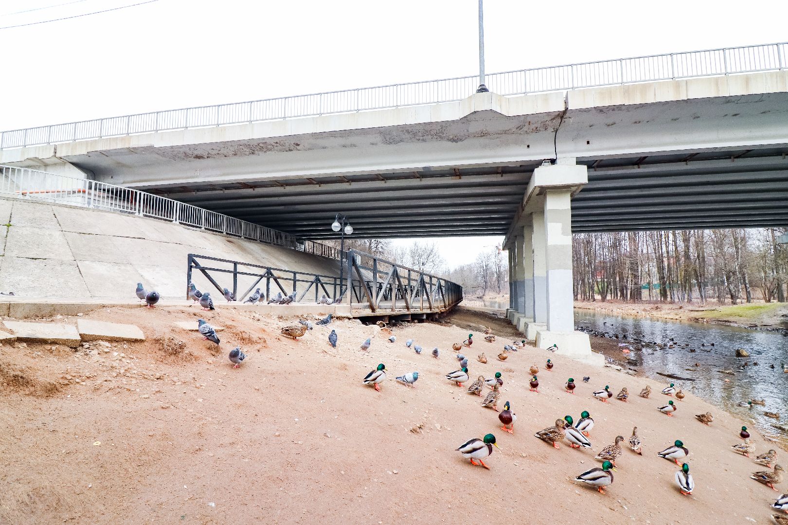 Клин, общество, экология, утки, природа,