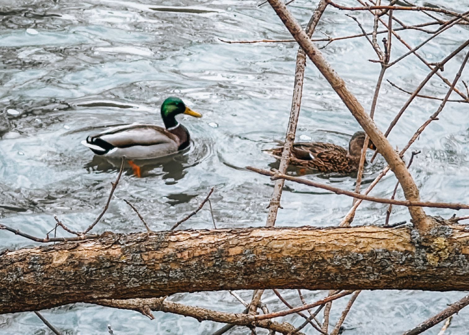 Клин, общество, экология, утки, природа,