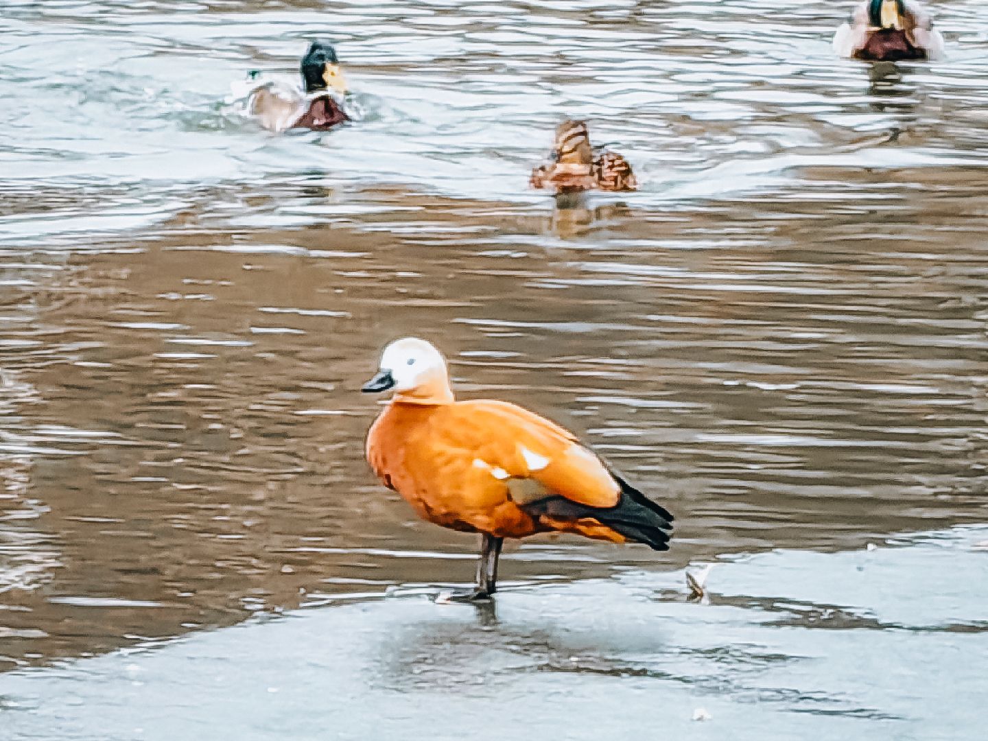 Клин, общество, экология, утки, природа,