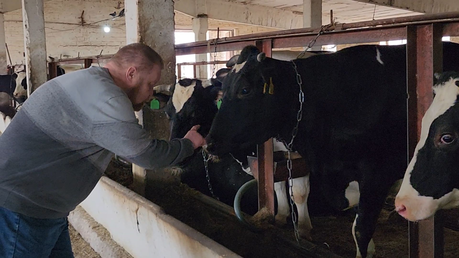 Бронницы, Сельхозпредприятие, Молоко, Коровы, Производство молока,