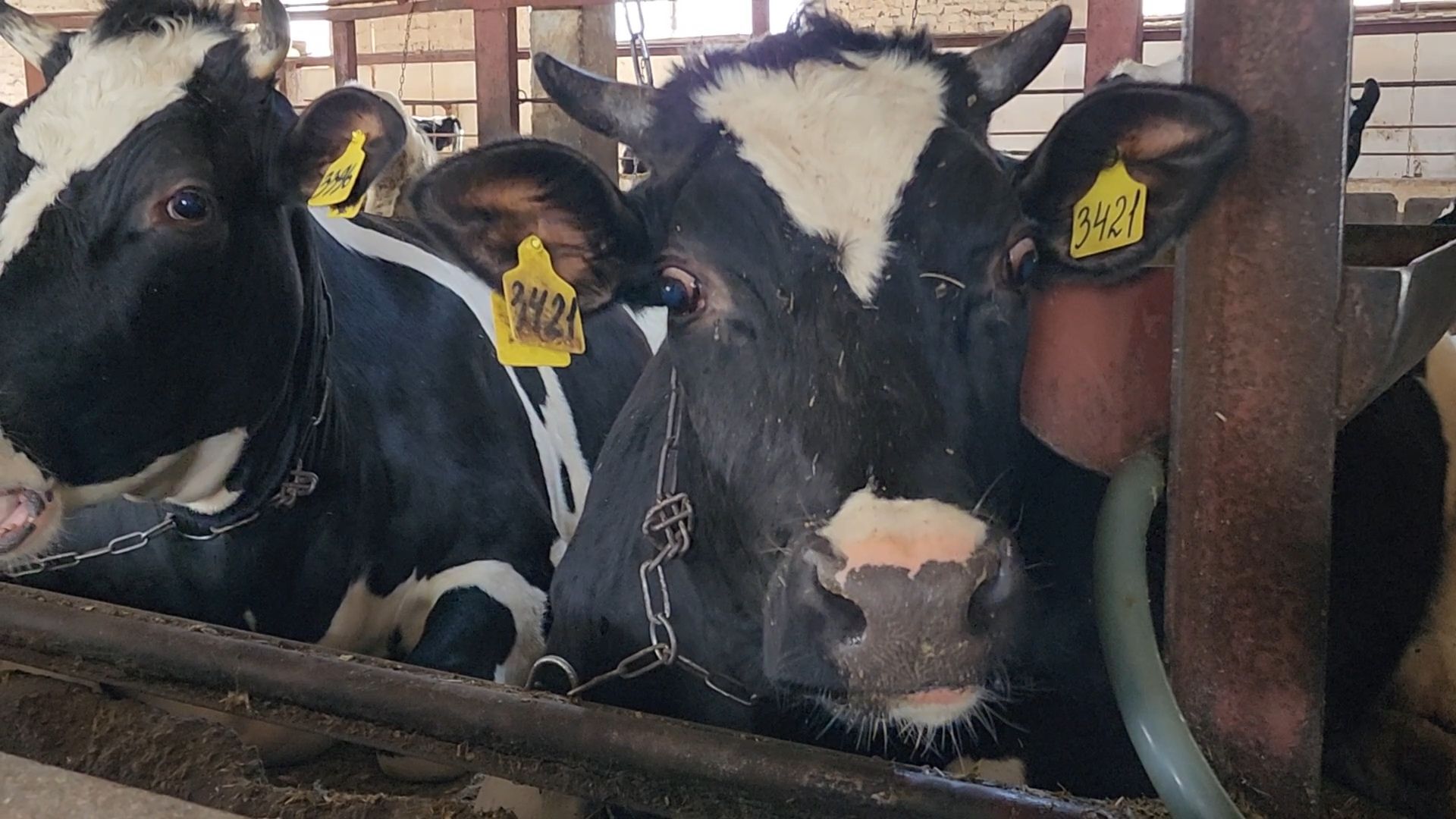 Бронницы, Сельхозпредприятие, Молоко, Коровы, Производство молока,