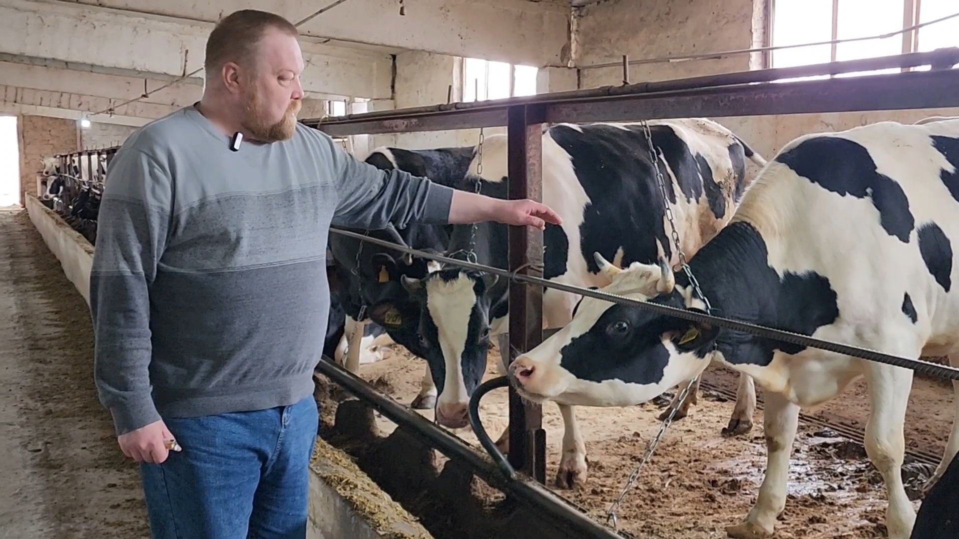 Бронницы, Сельхозпредприятие, Молоко, Коровы, Производство молока,