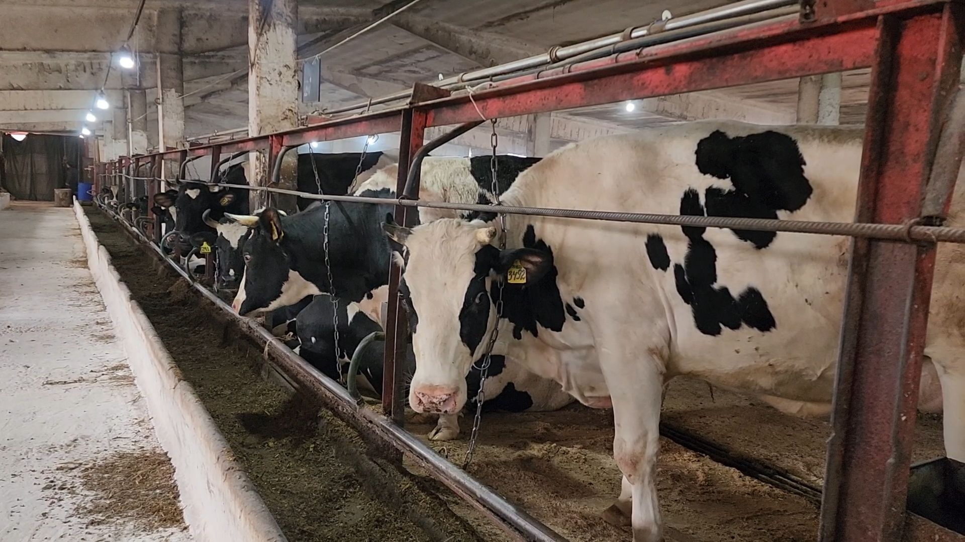Бронницы, Сельхозпредприятие, Молоко, Коровы, Производство молока,