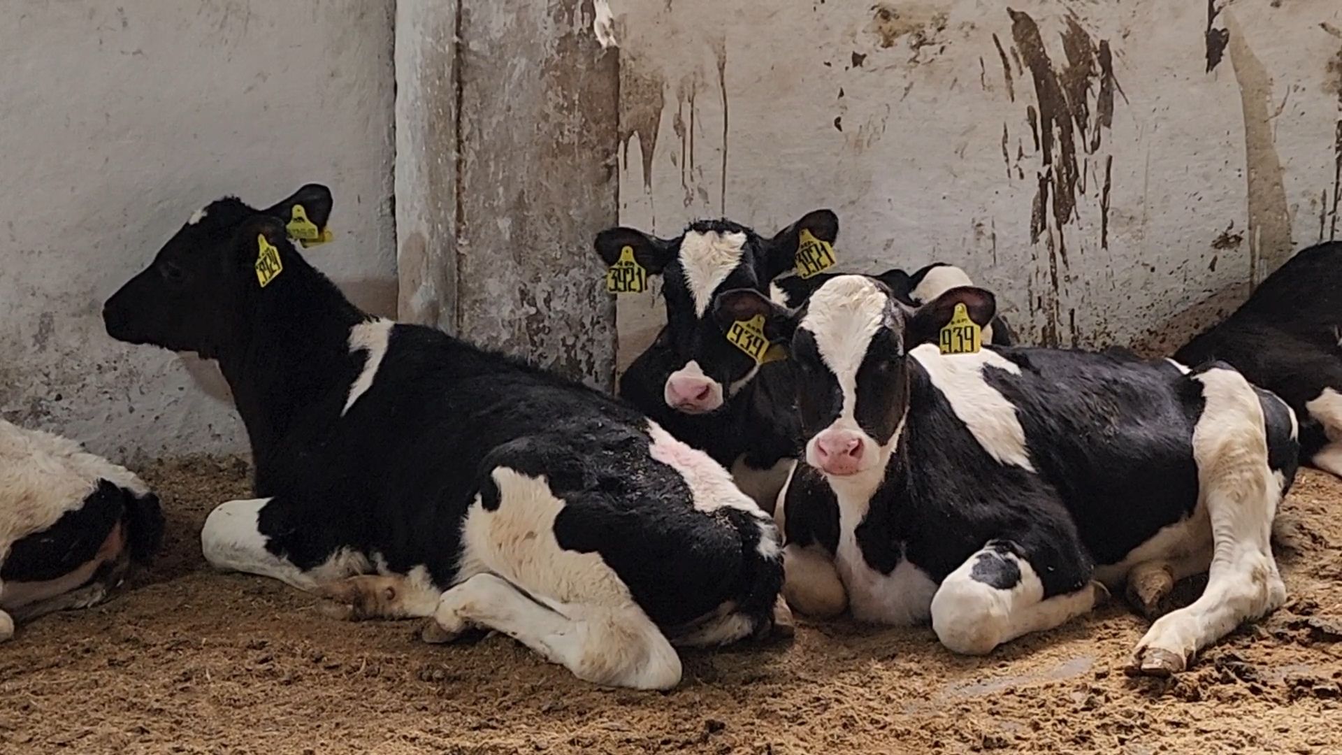 Бронницы, Сельхозпредприятие, Молоко, Коровы, Производство молока,