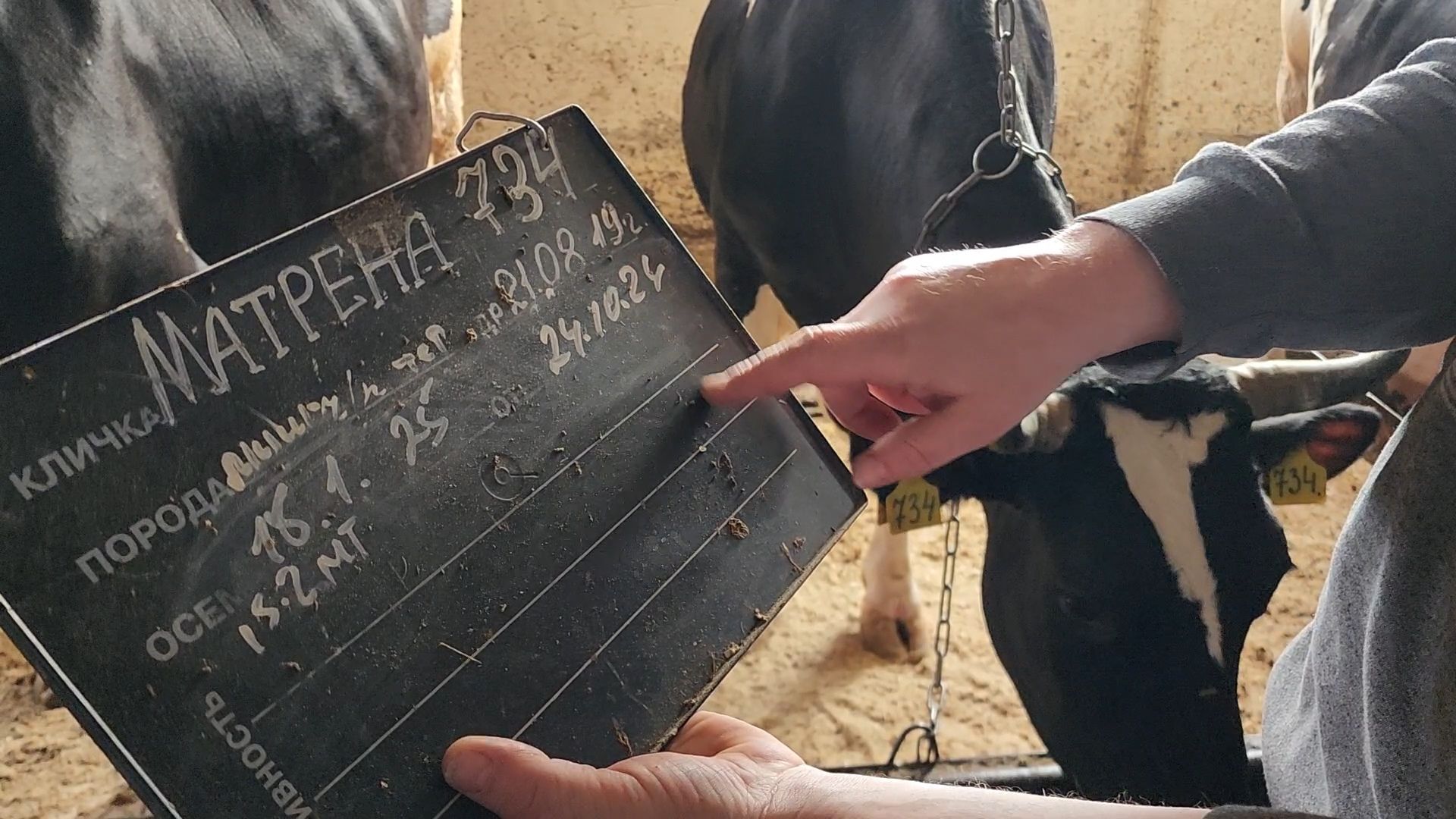 Бронницы, Производство молока, Коровье молоко,