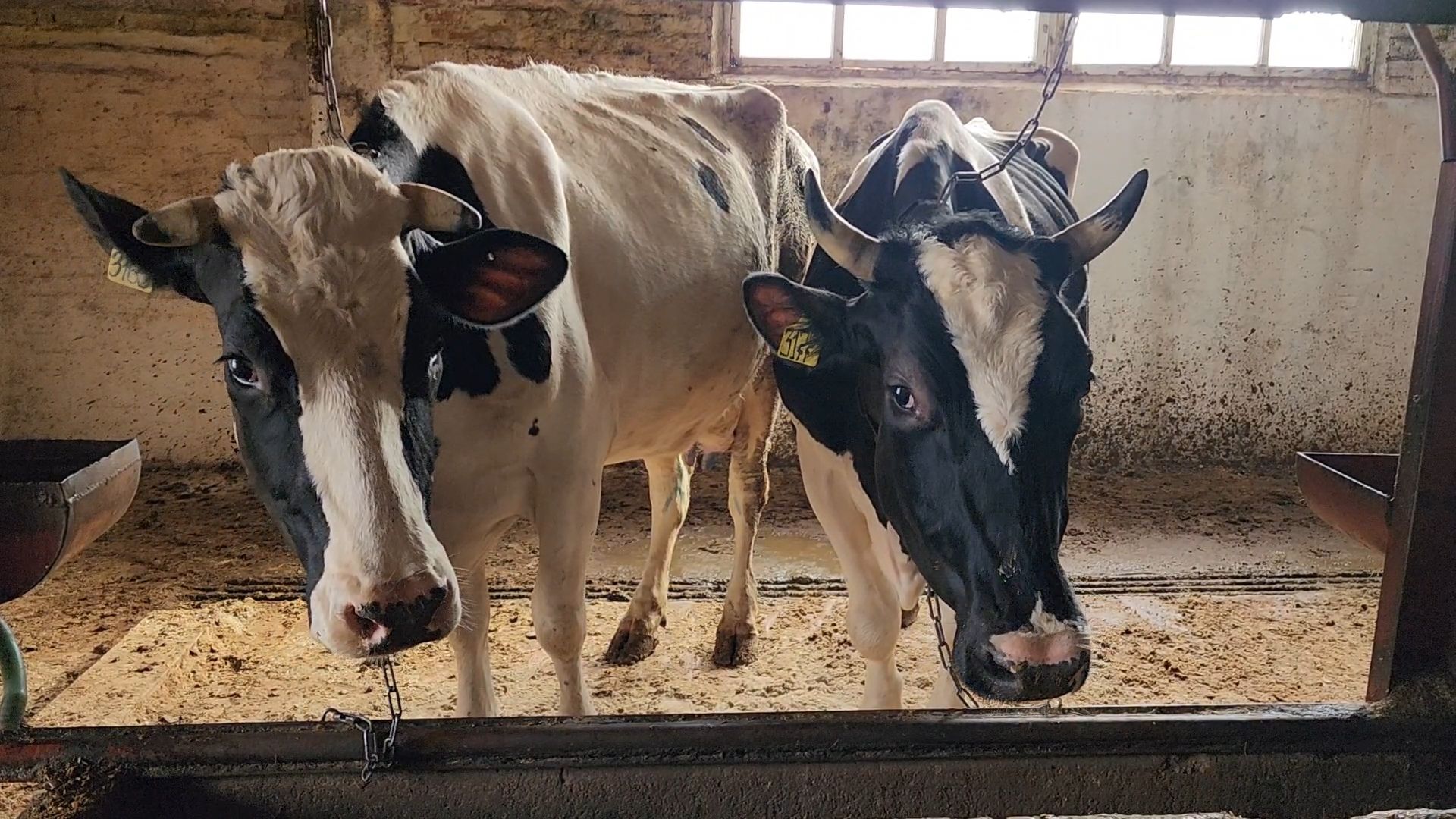 Бронницы, Производство молока, Коровье молоко,