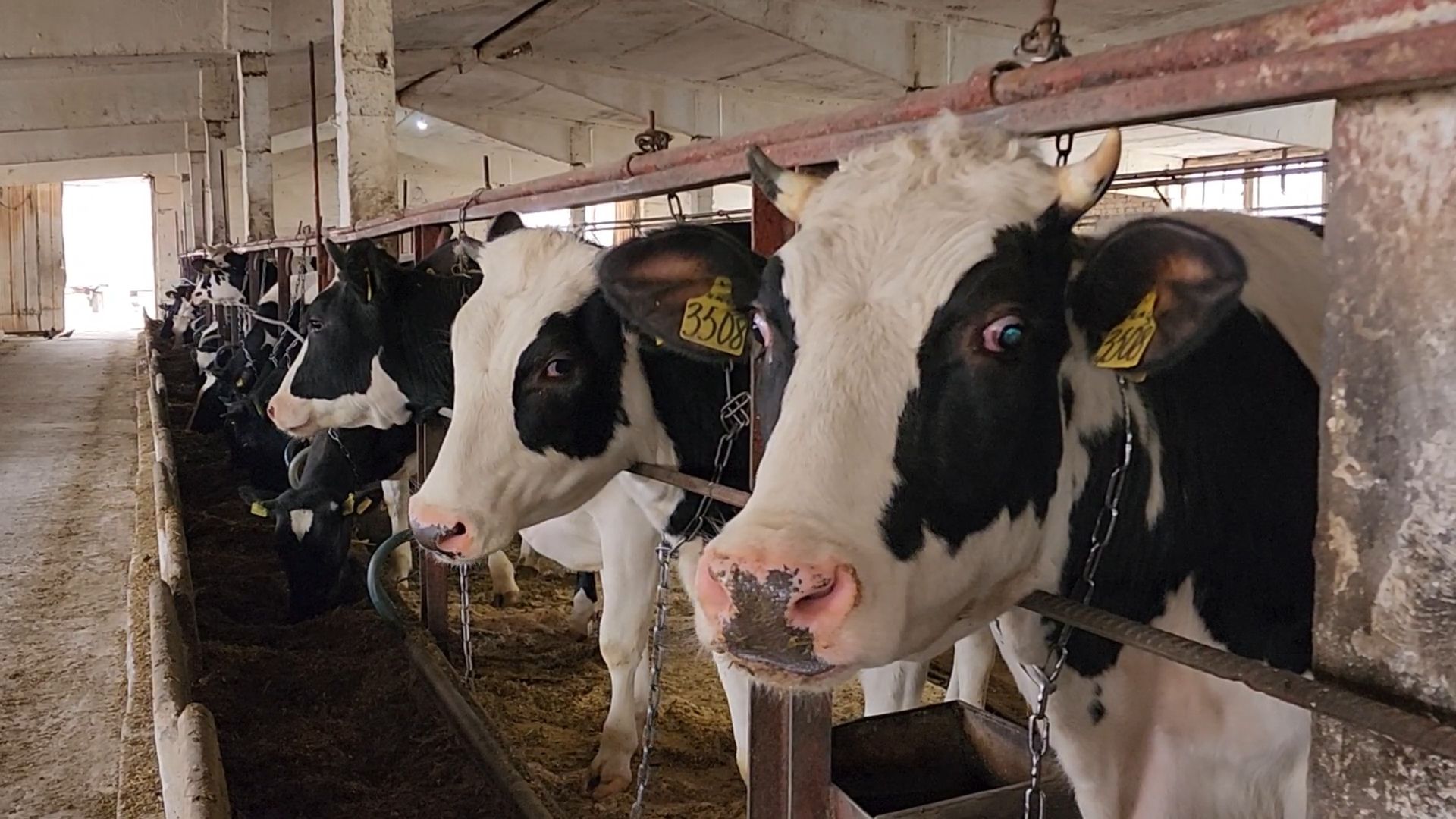 Бронницы, Производство молока, Коровье молоко,