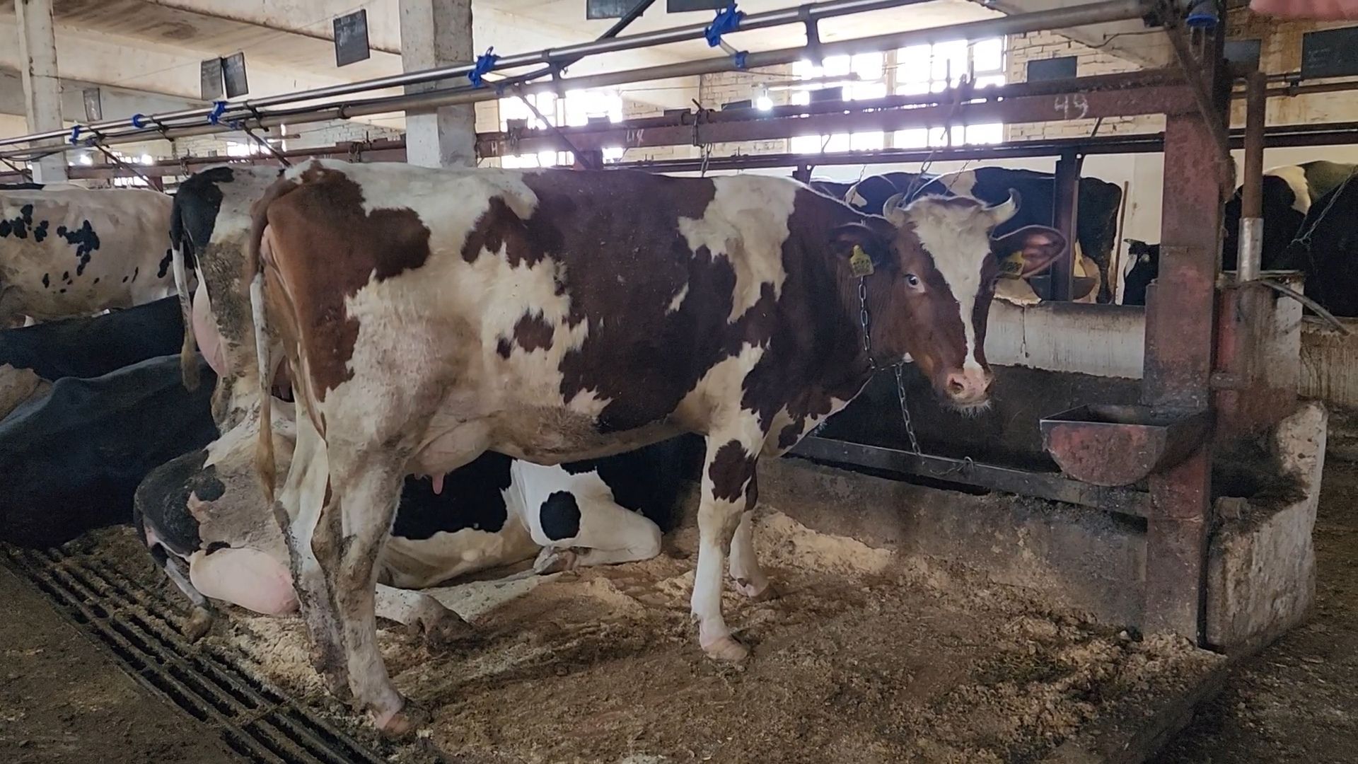 Бронницы, Производство молока, Коровье молоко,